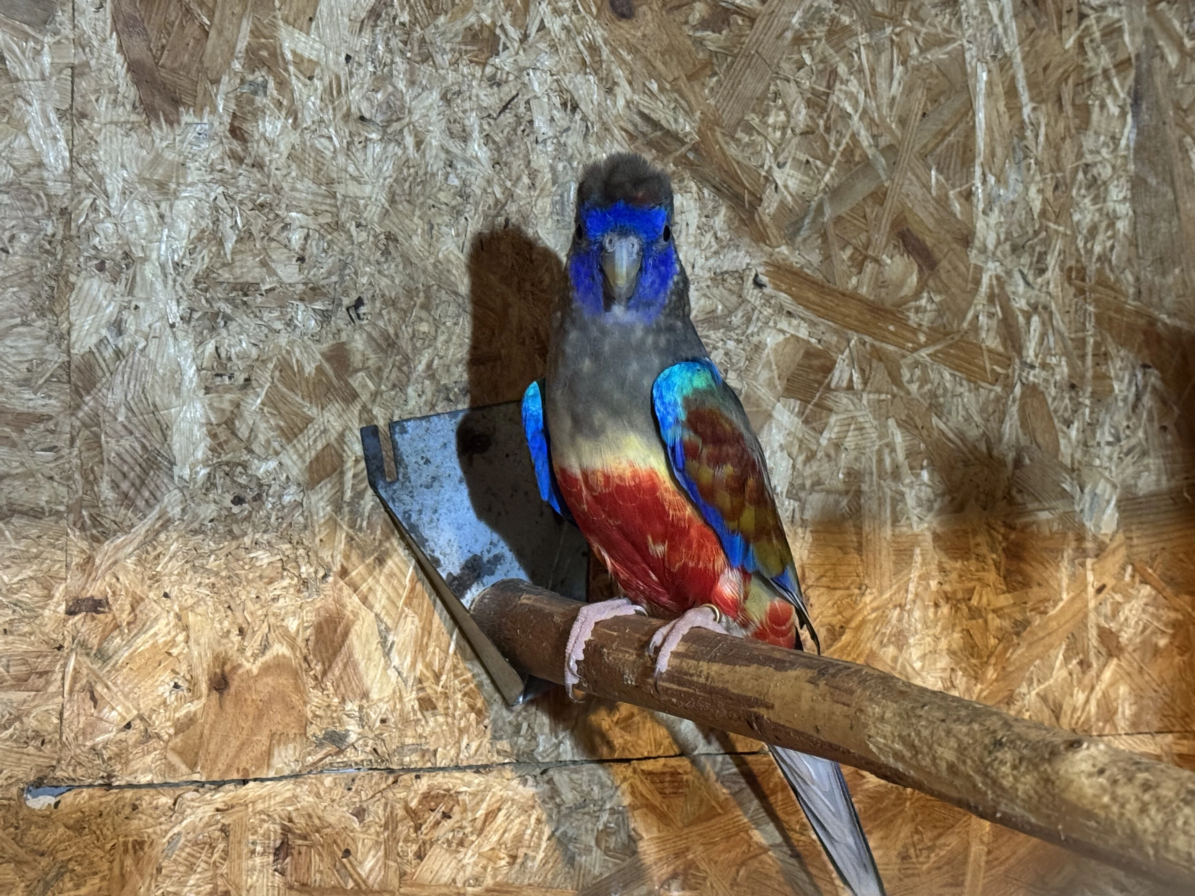 Papoušek rudobřichý