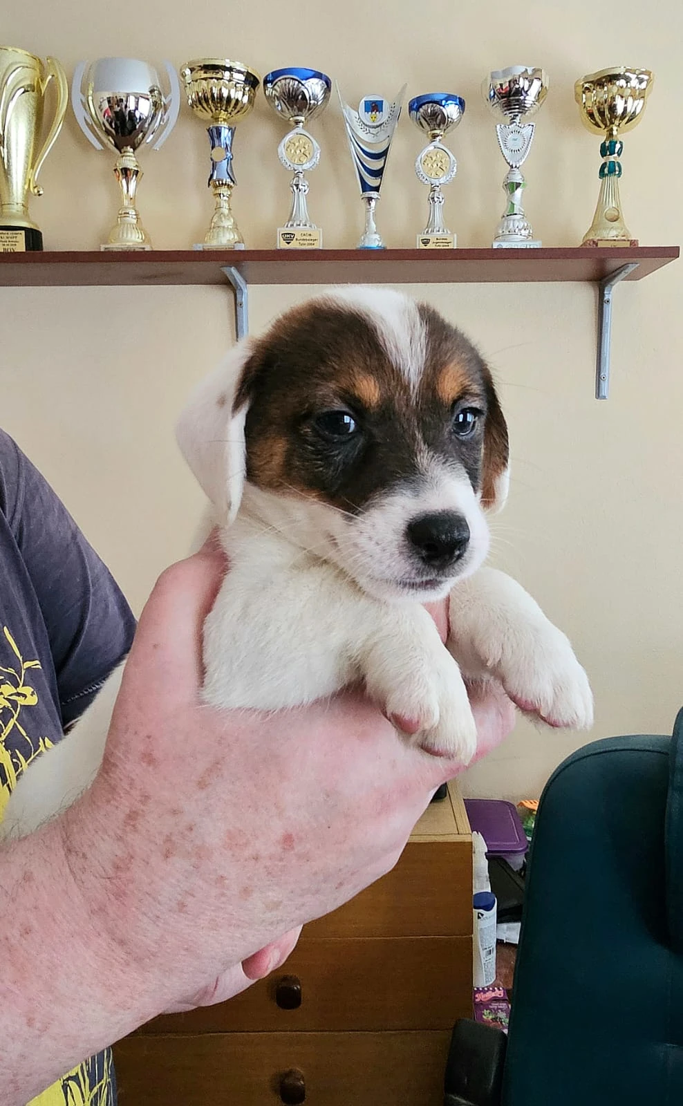 Prodám štěně (pejska) Jack Russell teriéra s PP