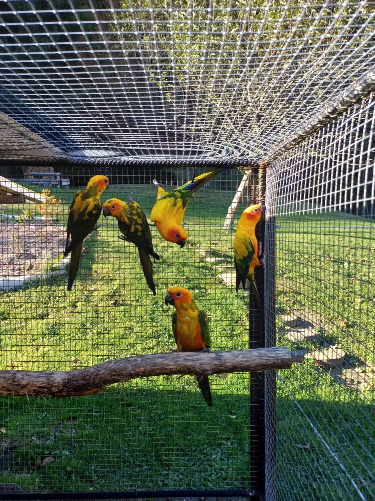 Aratinga slunecni