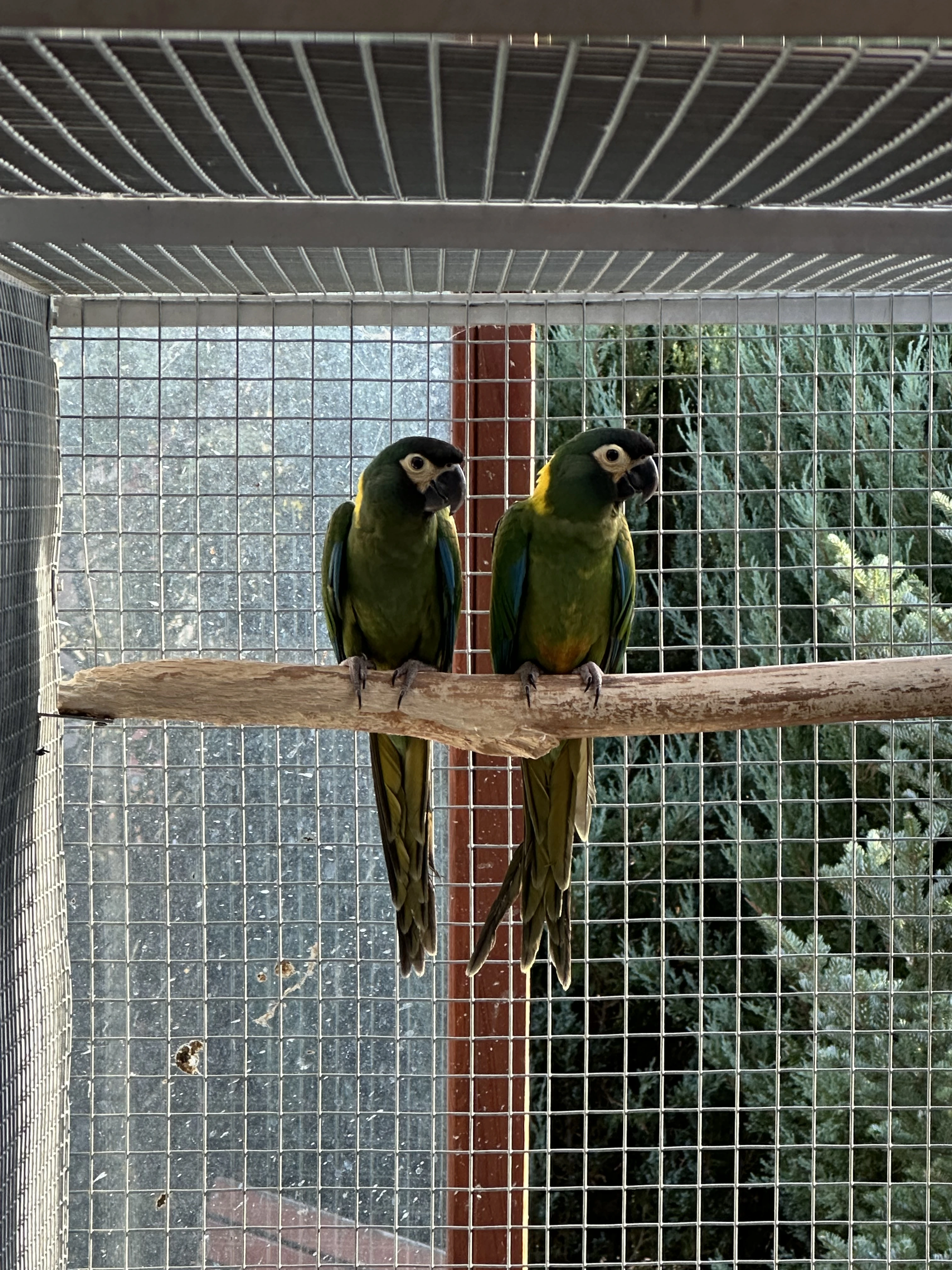 Prodám Ary Žlutokrké