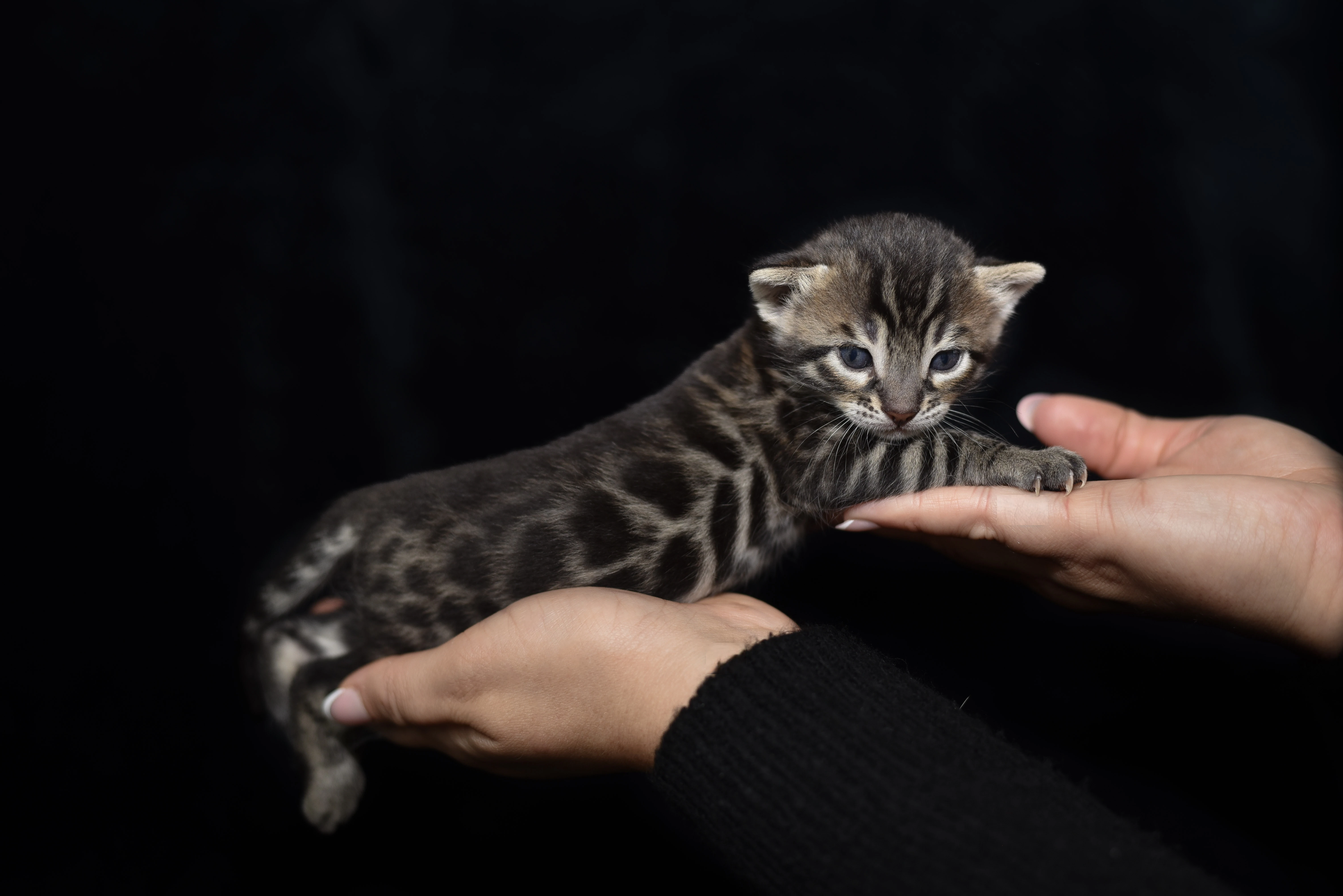 Bengálský charcoal kocourek s PP