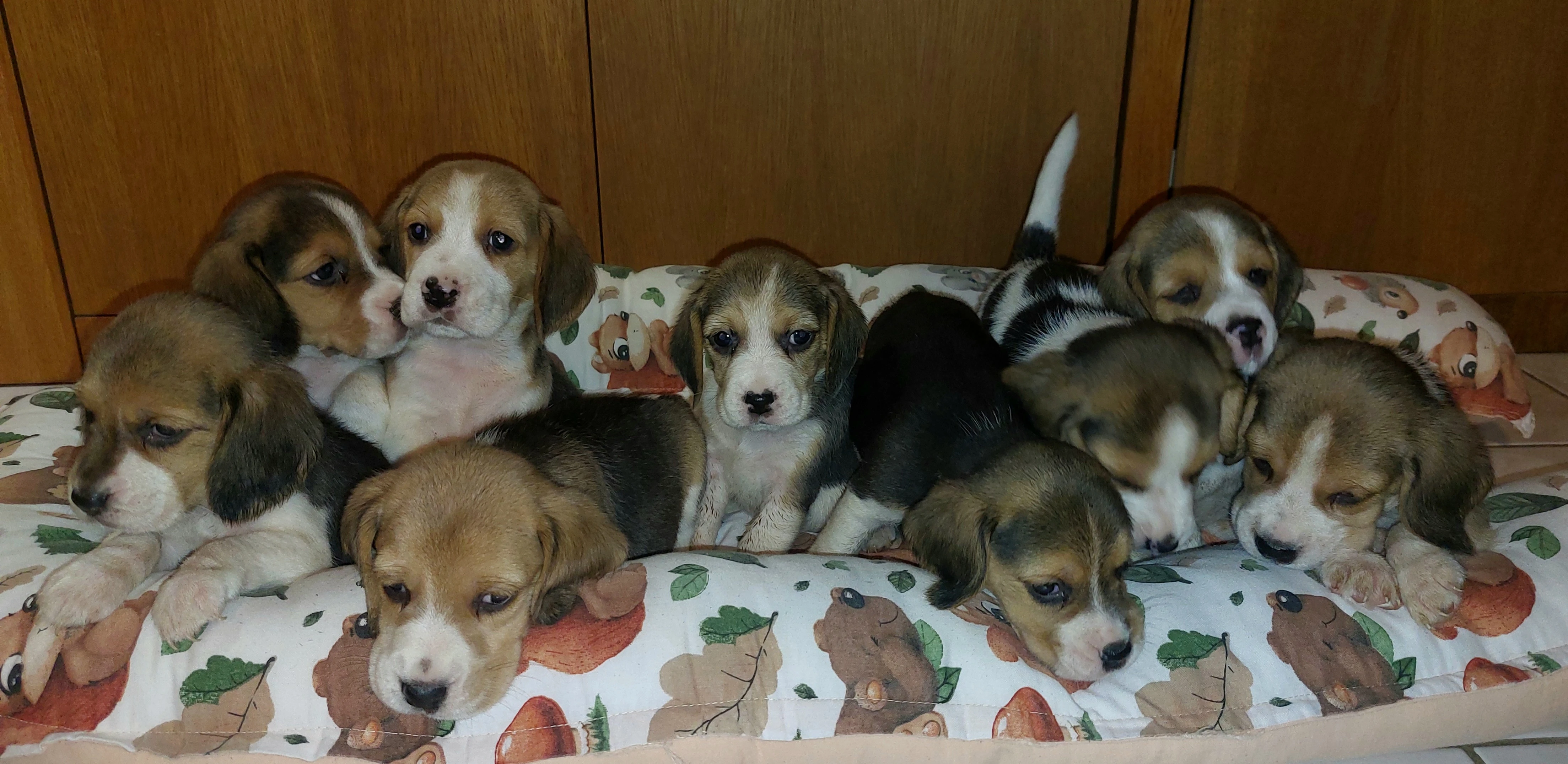 Beagle / bígl s PP