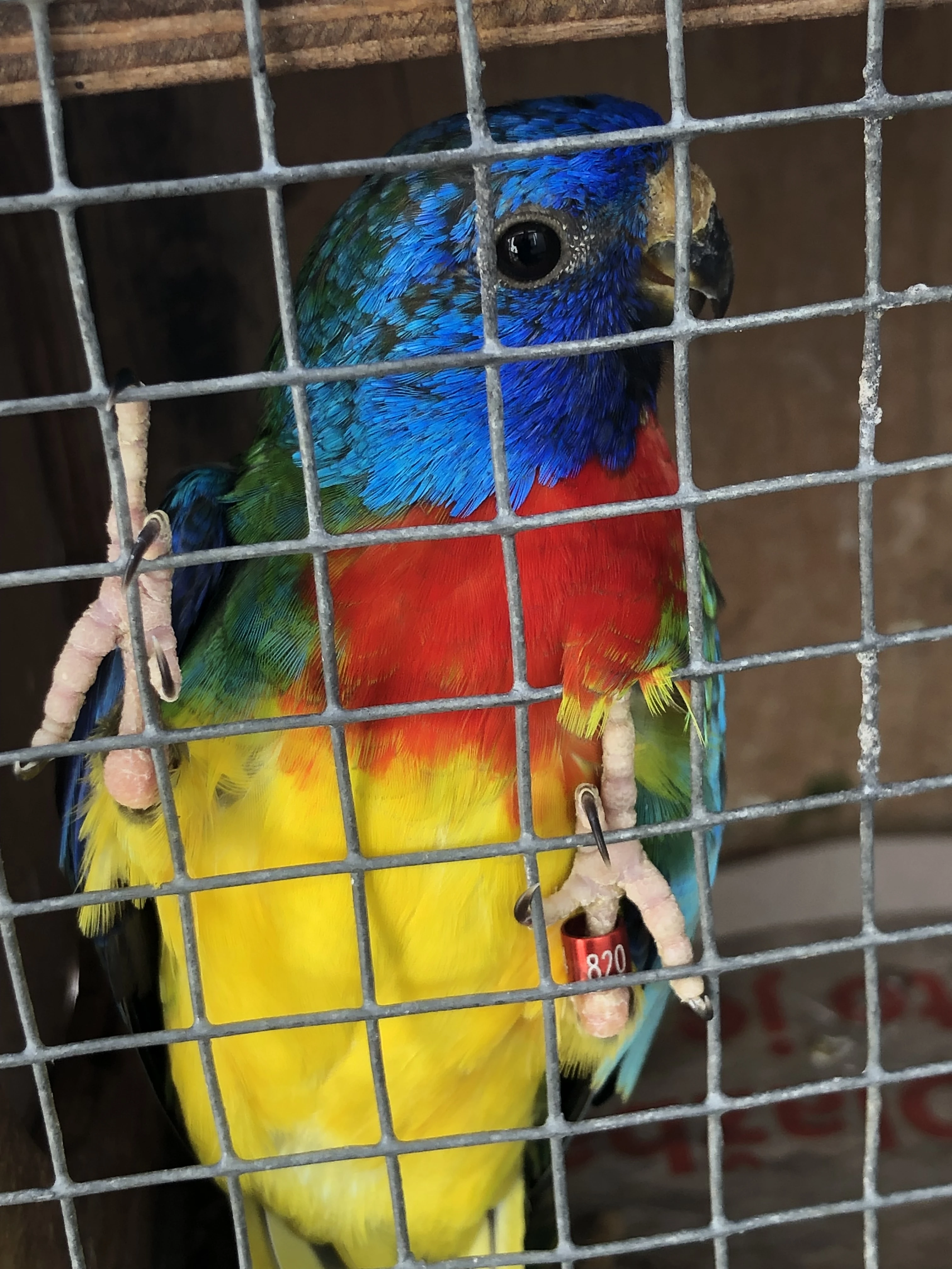 Neoféma modrohlavá