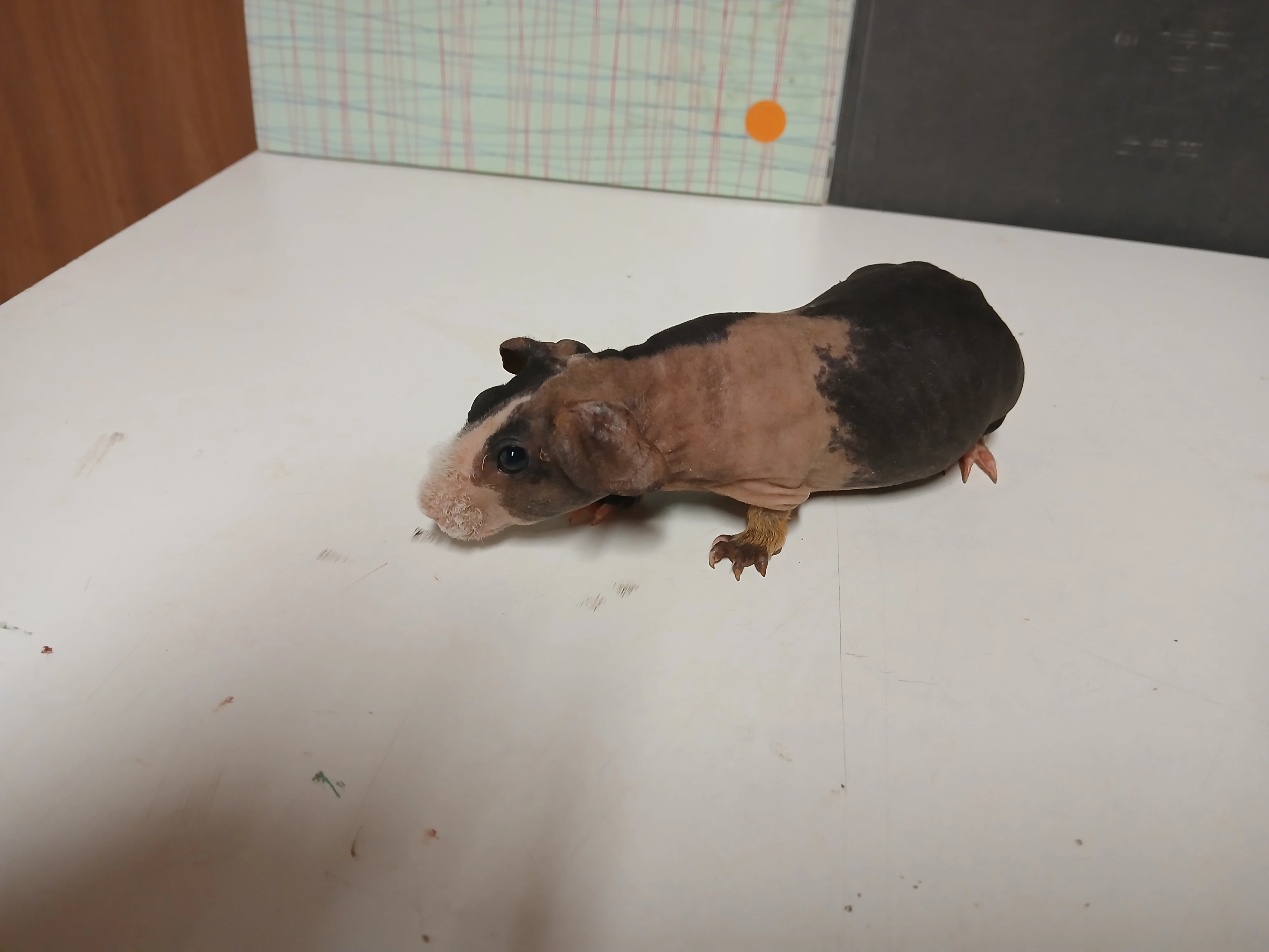 Prodám skinny morčata