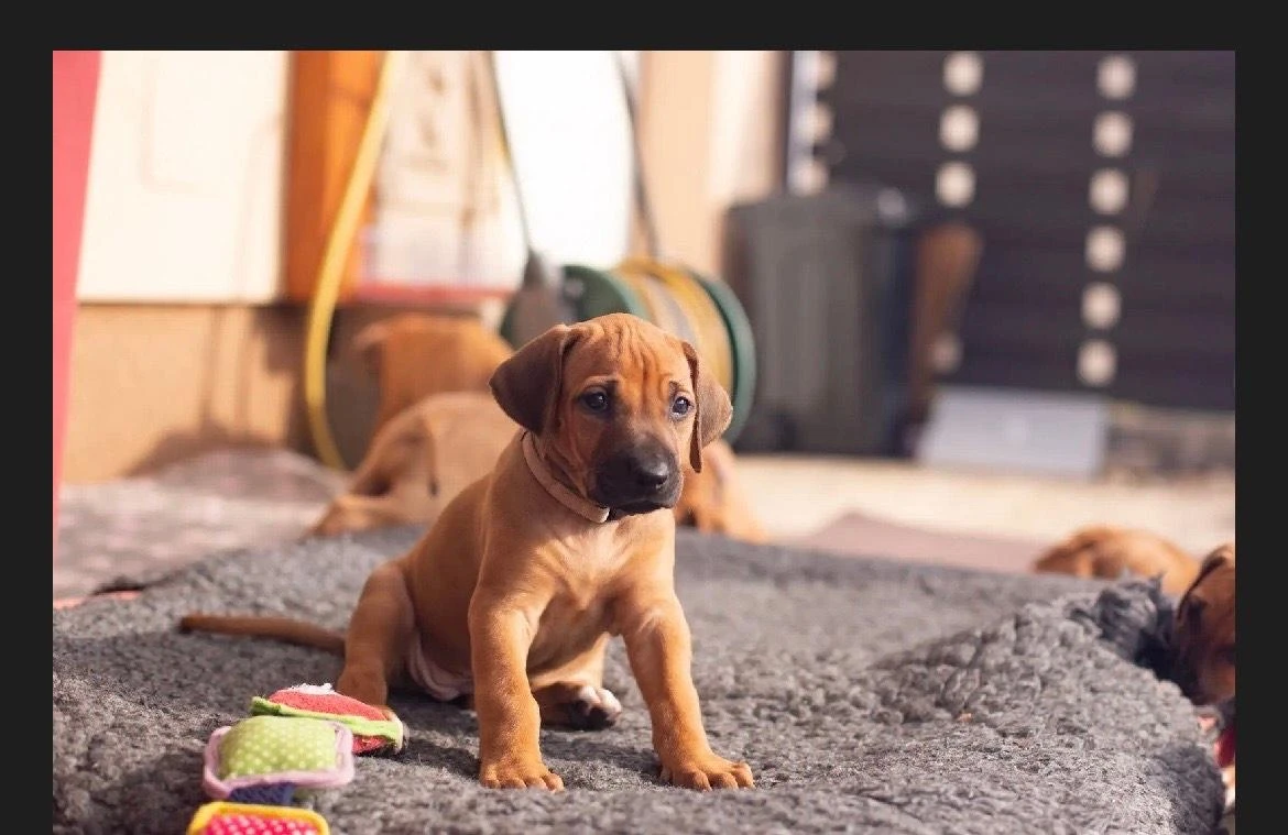 Rhodéský ridgeback štěňátka s PP