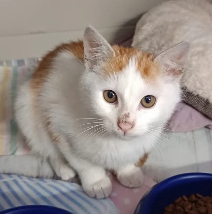 Kocourek Zack hledá nový domov