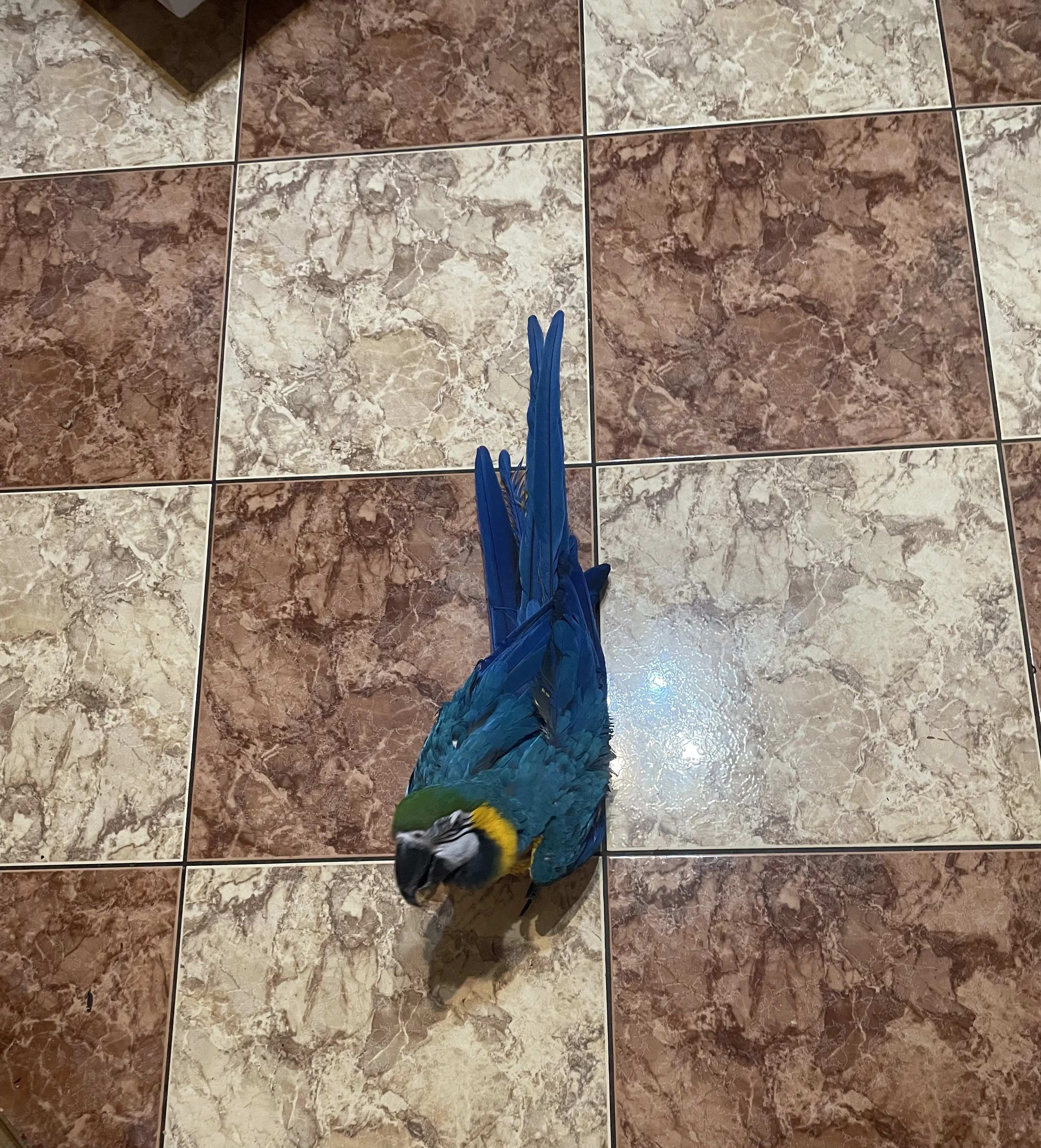 Daruji Aru do dobrých rukou