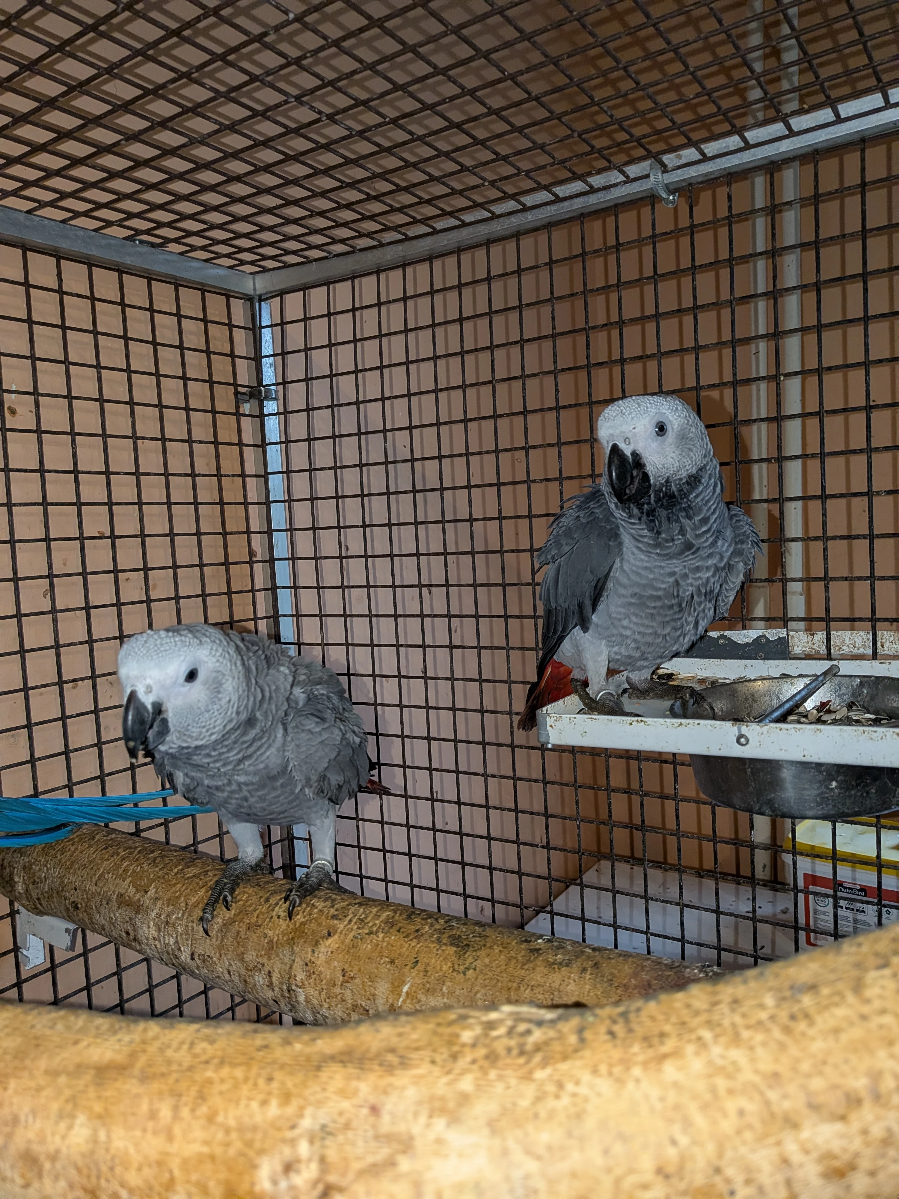 Ručně dokrmená mláďata Žaka