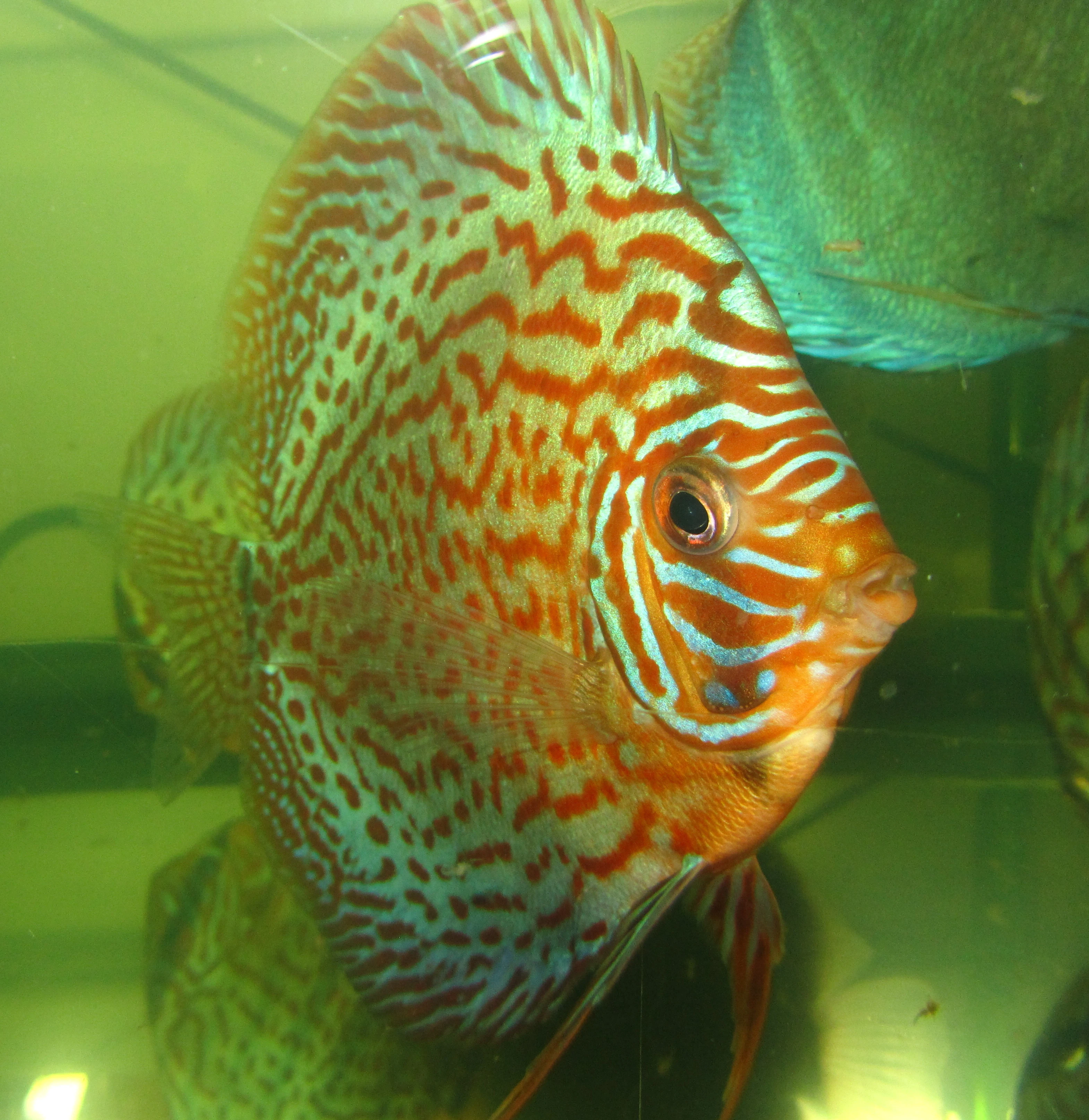 Praziquantel liquid 50ml-Hexamita terčovci,skaláry odčervení.