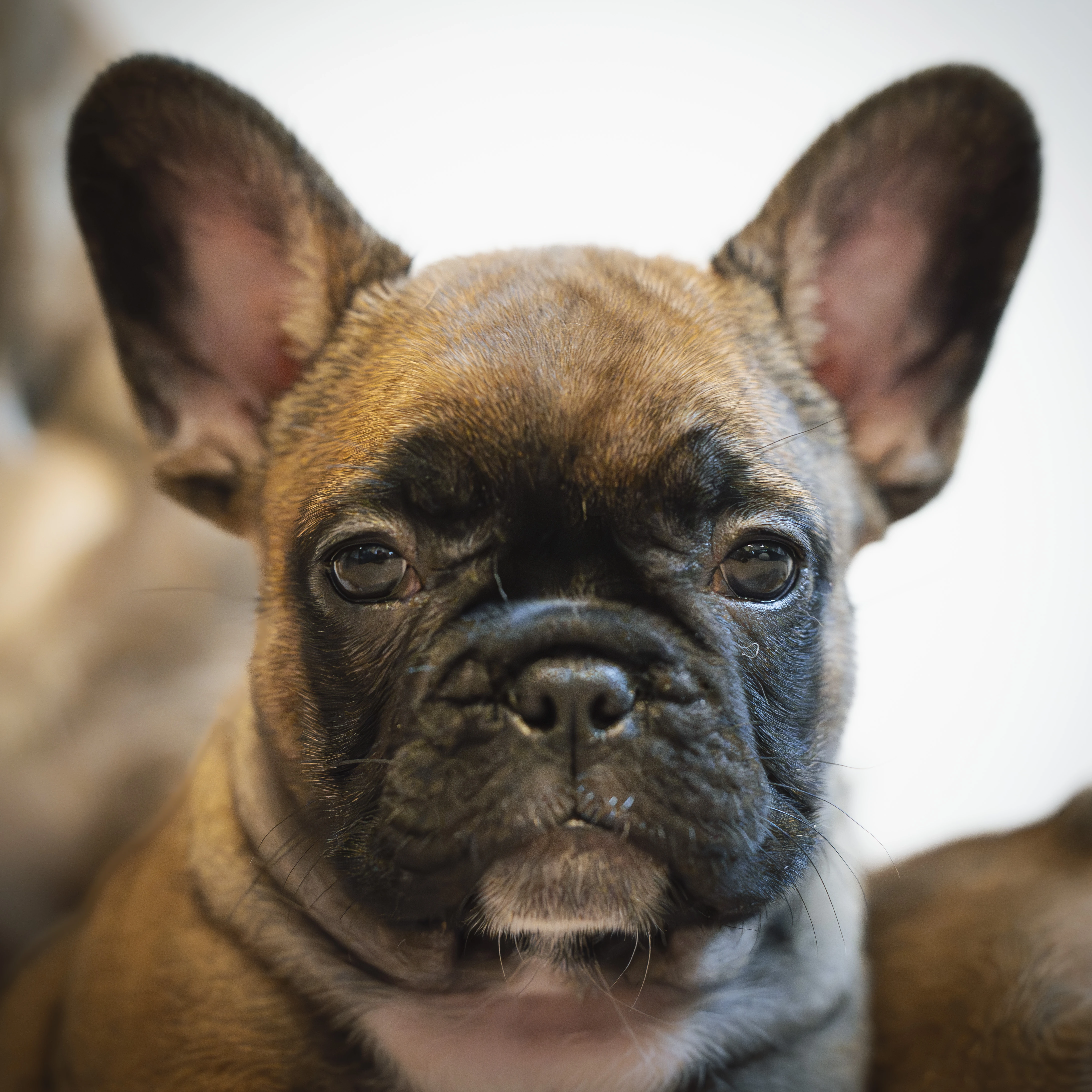 Francouzský buldoček – fenečky fawn s PP