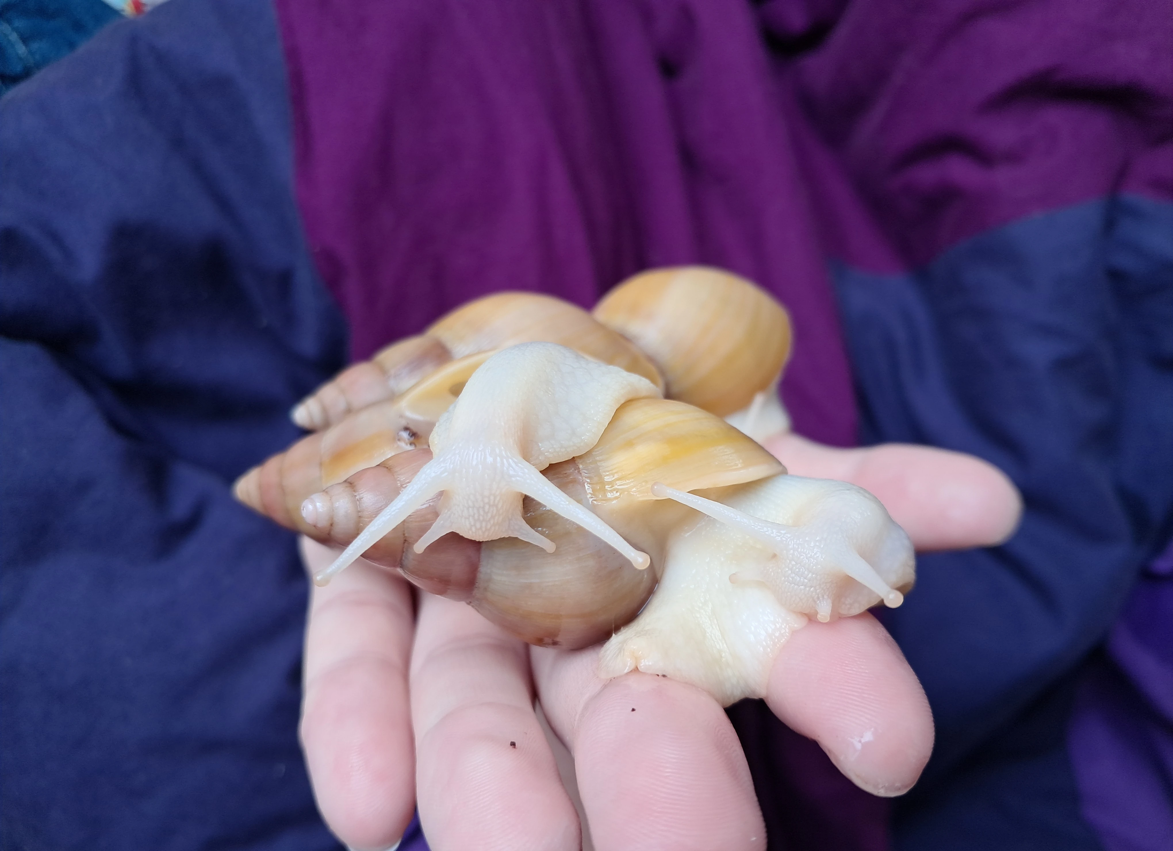 Lissachatina fulica full albino - africký šnek