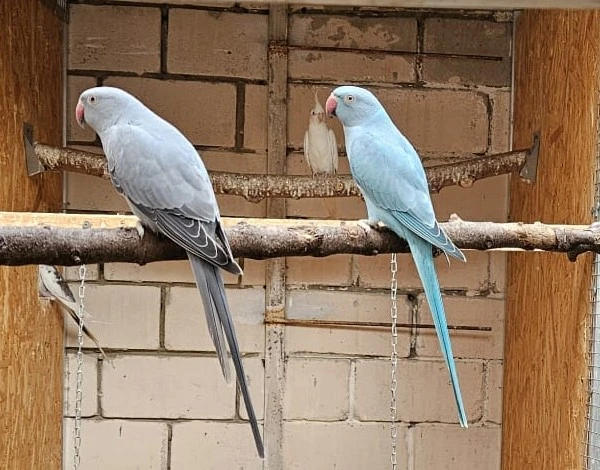 Alexandr malý s DNA -2025