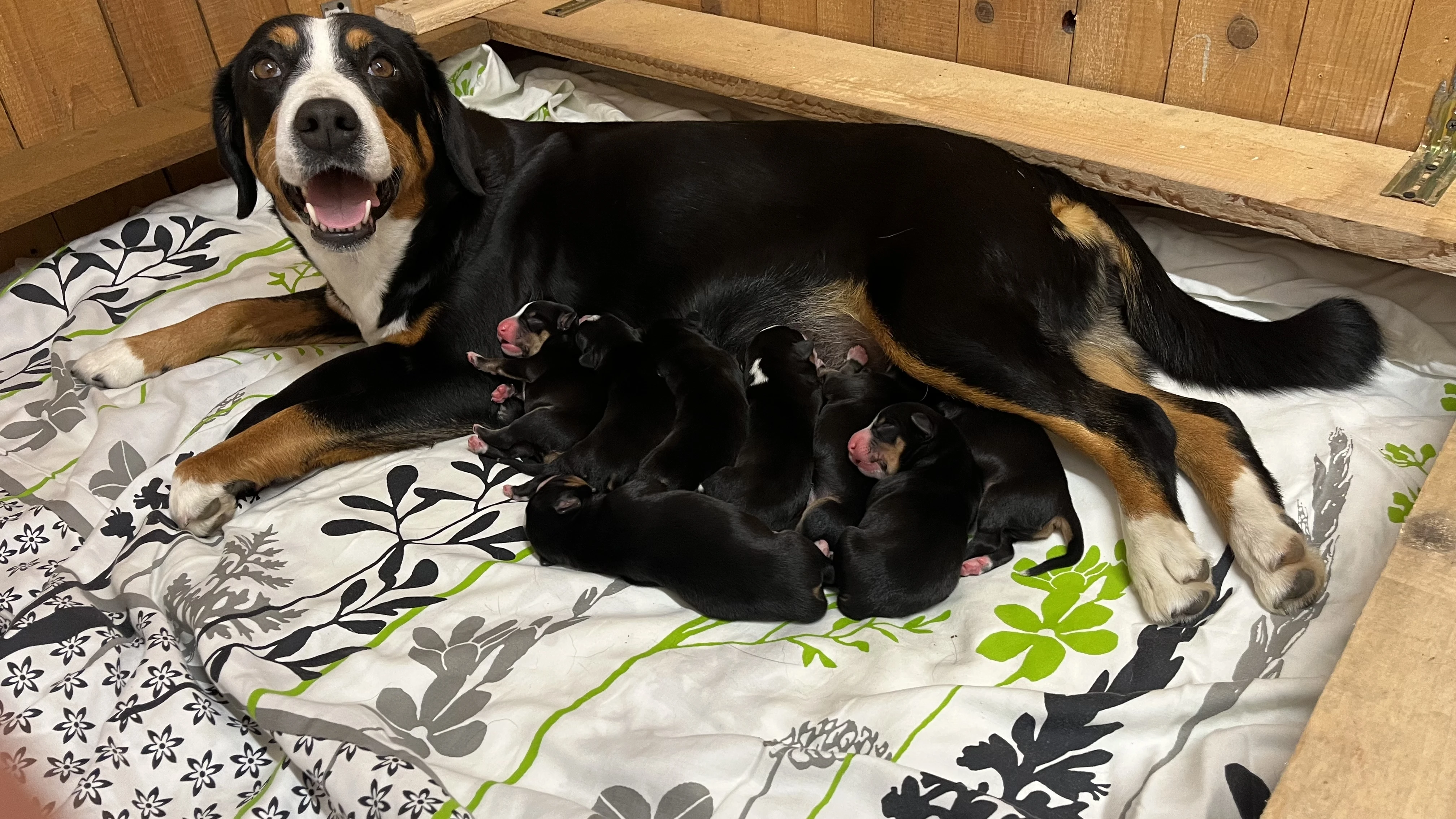 Entlebušský salašnícky pes