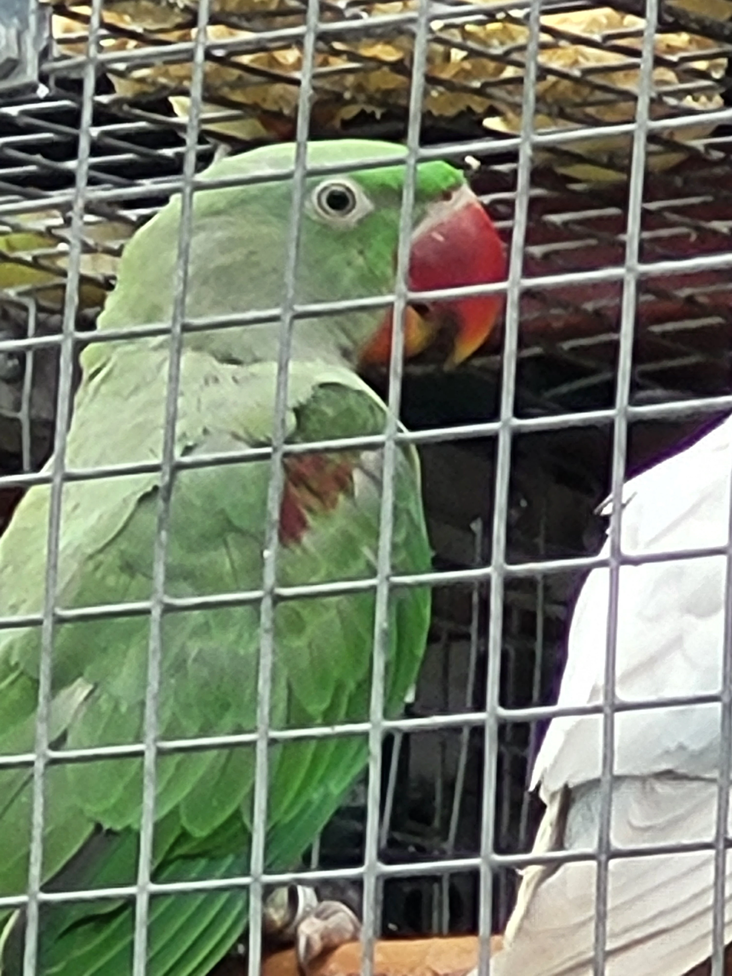 Alexandr velký zelený