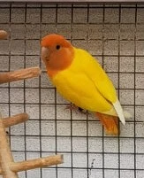 Agapornis růžohrdlý lutino oranžový opalín KOUPÍM