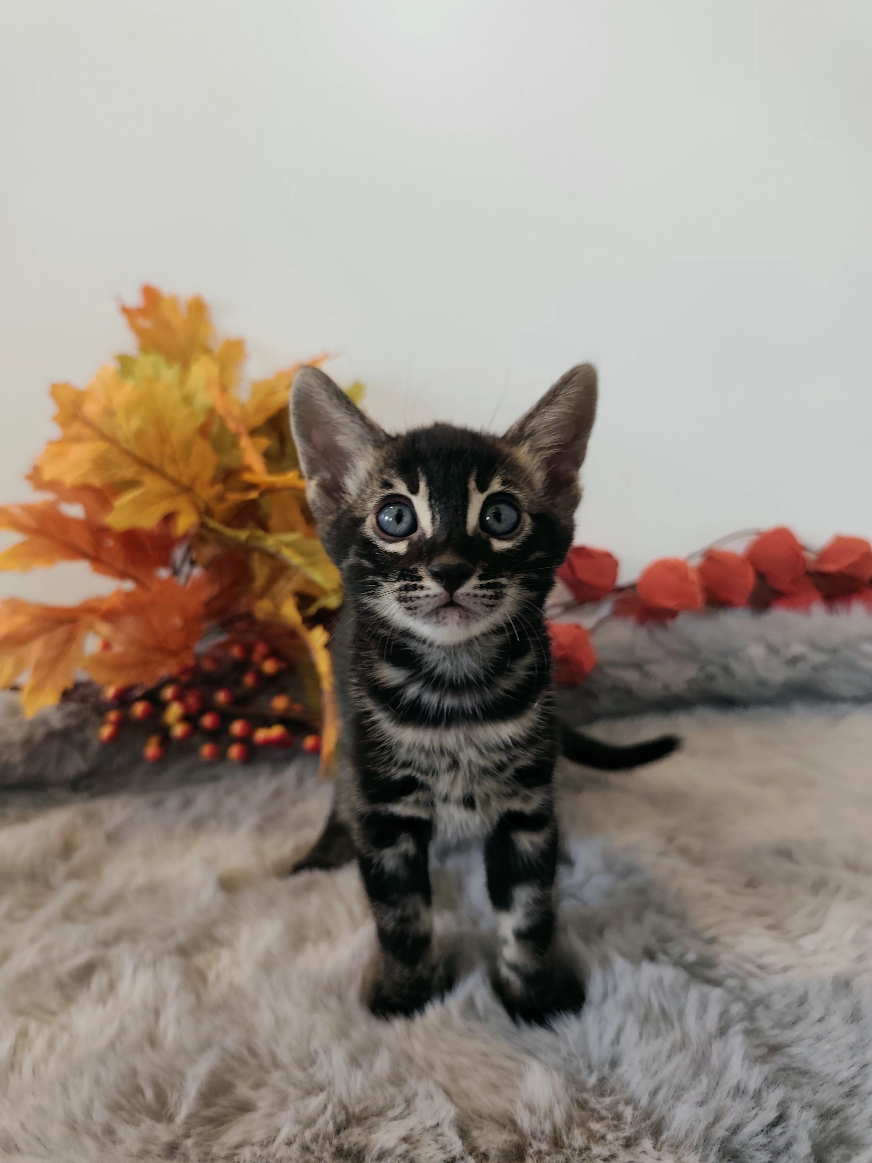 Bengálský kocourek s PP