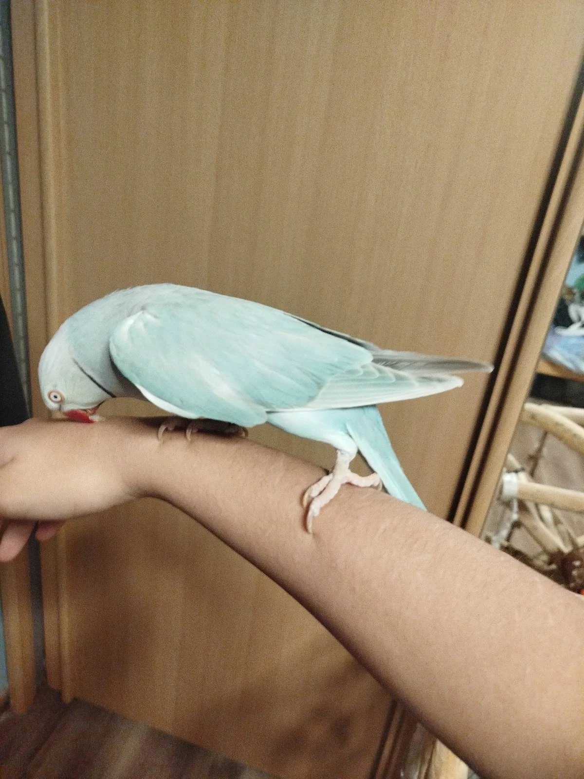 Prodám Alexandra malého “Rio” 2,5 leteho