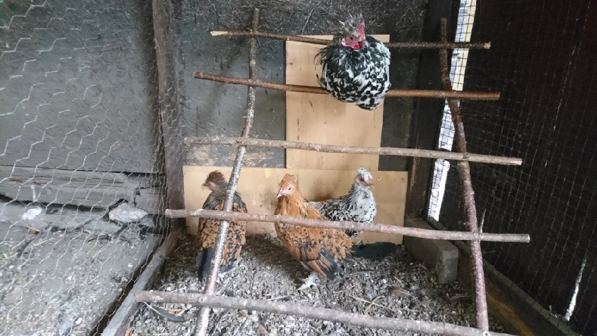 Zakrslá rousná chocholatá