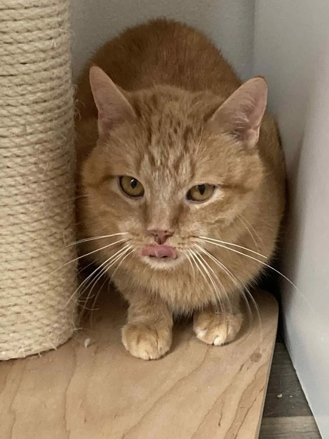 Zrzek - majitelka musela do domova důchodců. Kocour smutní