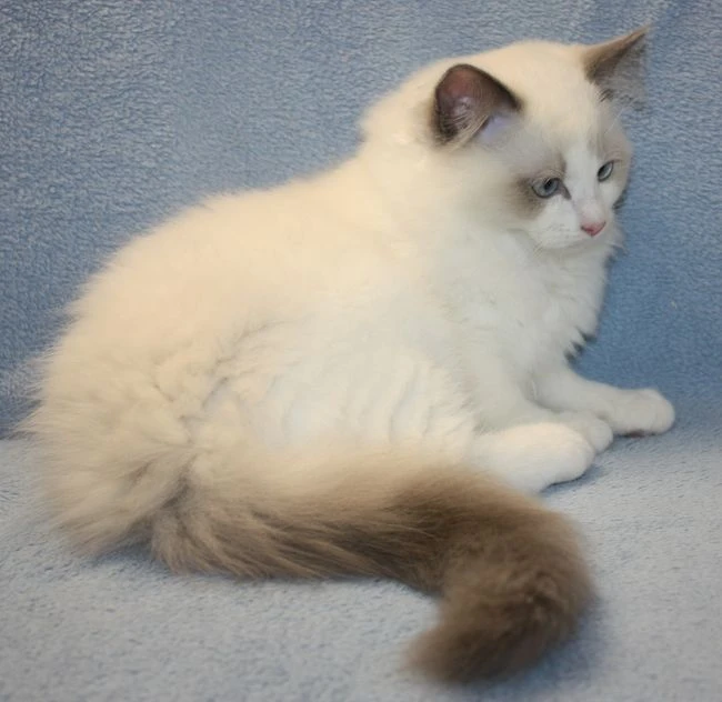 Ragdoll koťátko