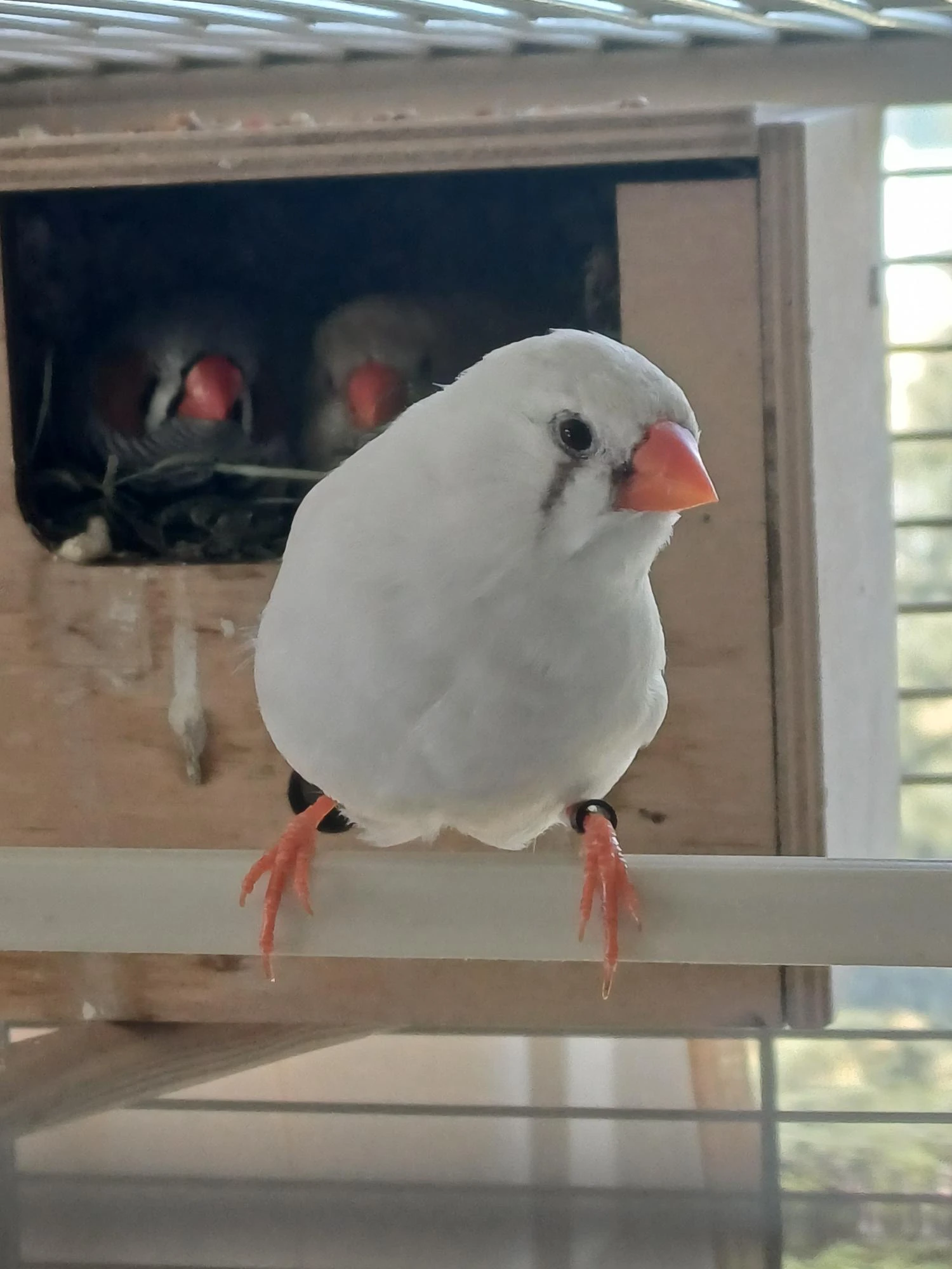 Krásné bílé i běžné zebřičky z vlastního chovu