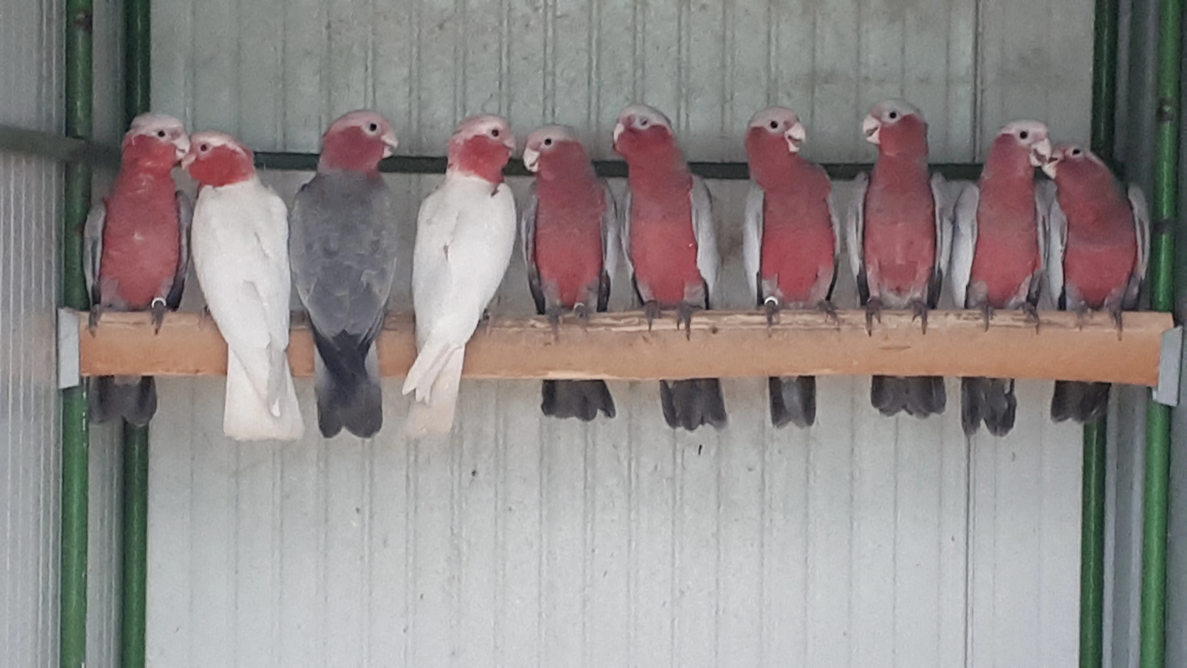 Kakadu růžový, letošní odchov s DNA.