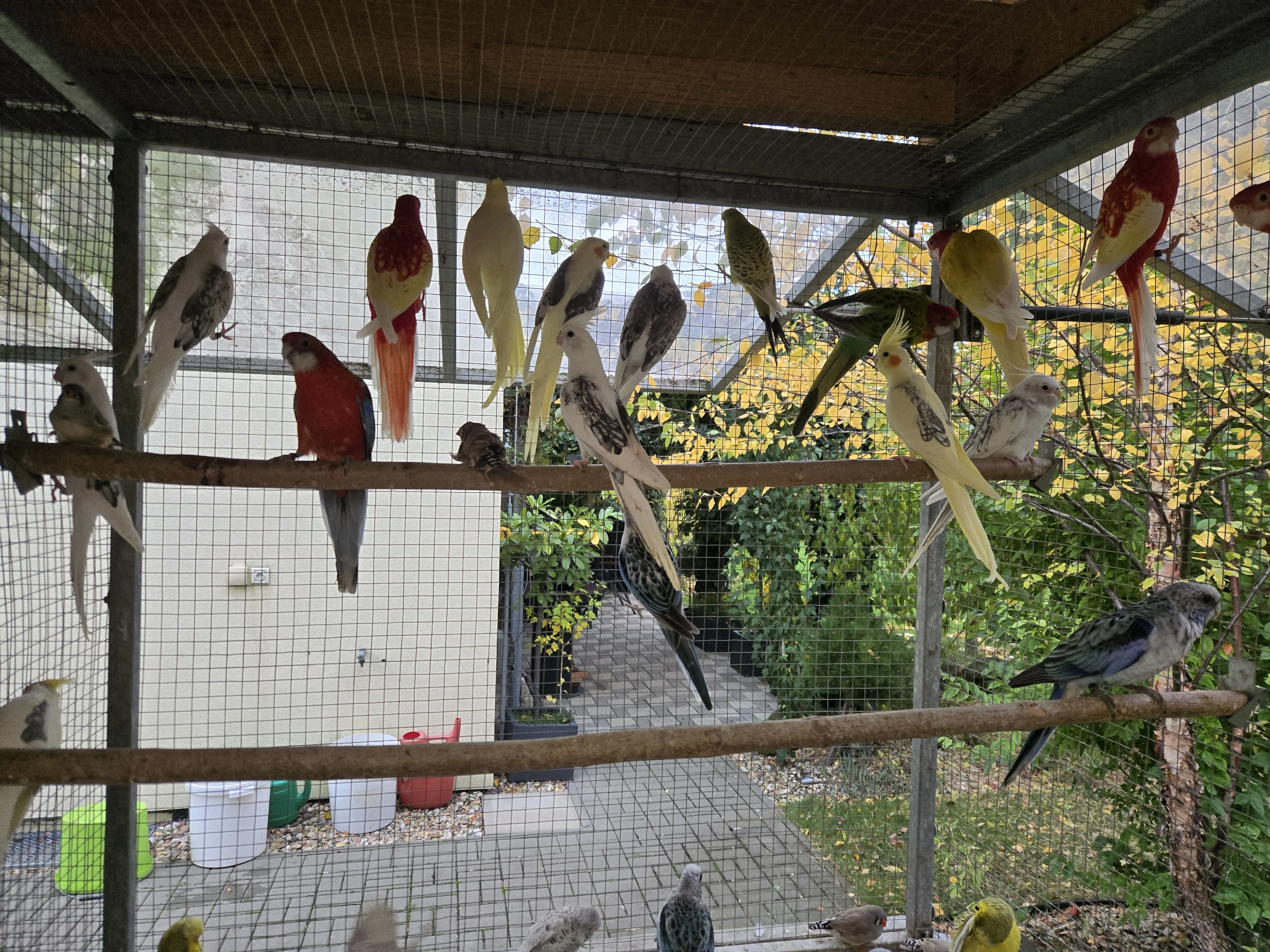 Prodám rosela pestrá