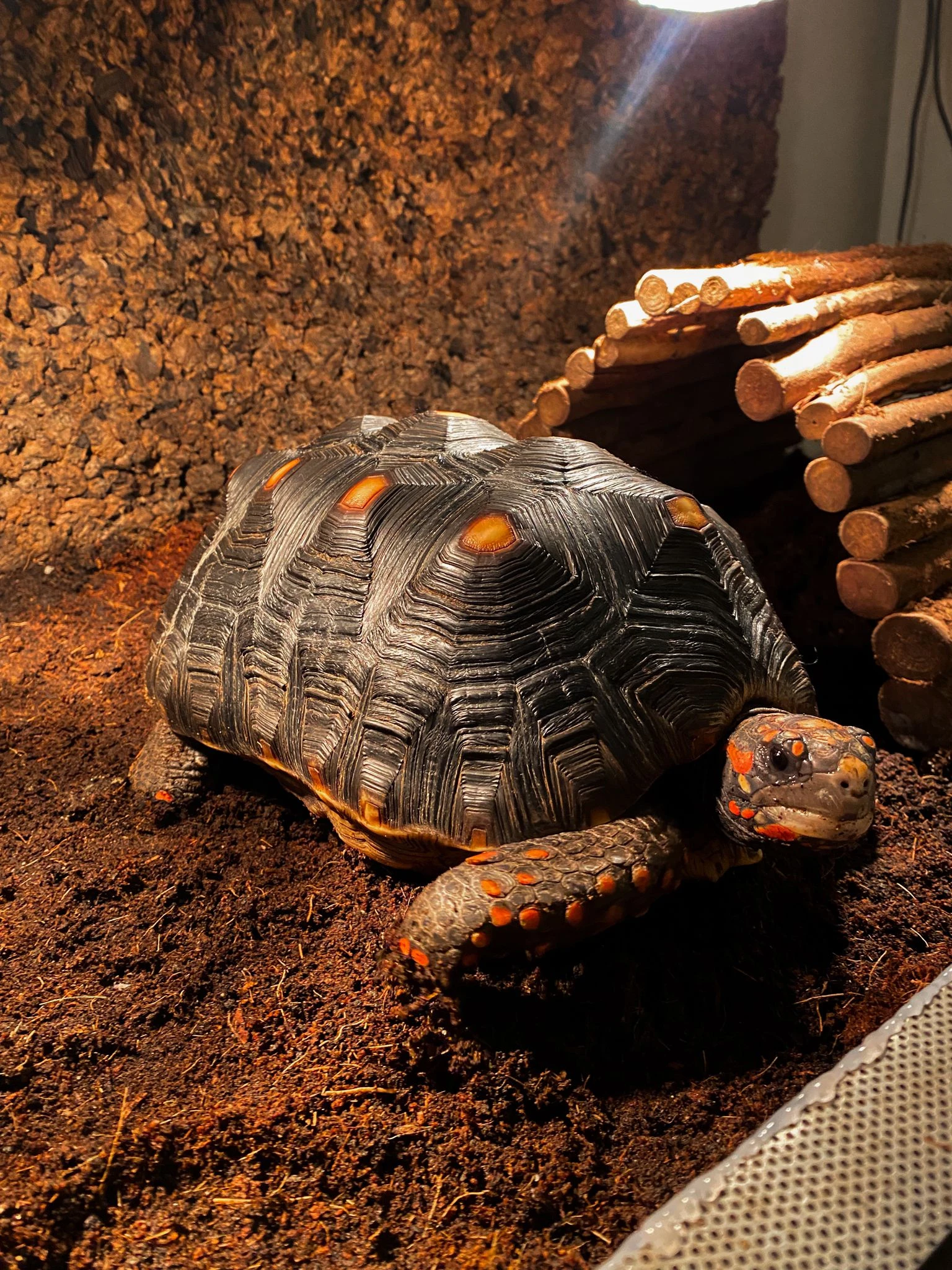 Želva uhlířská, samice 11 let – Praha