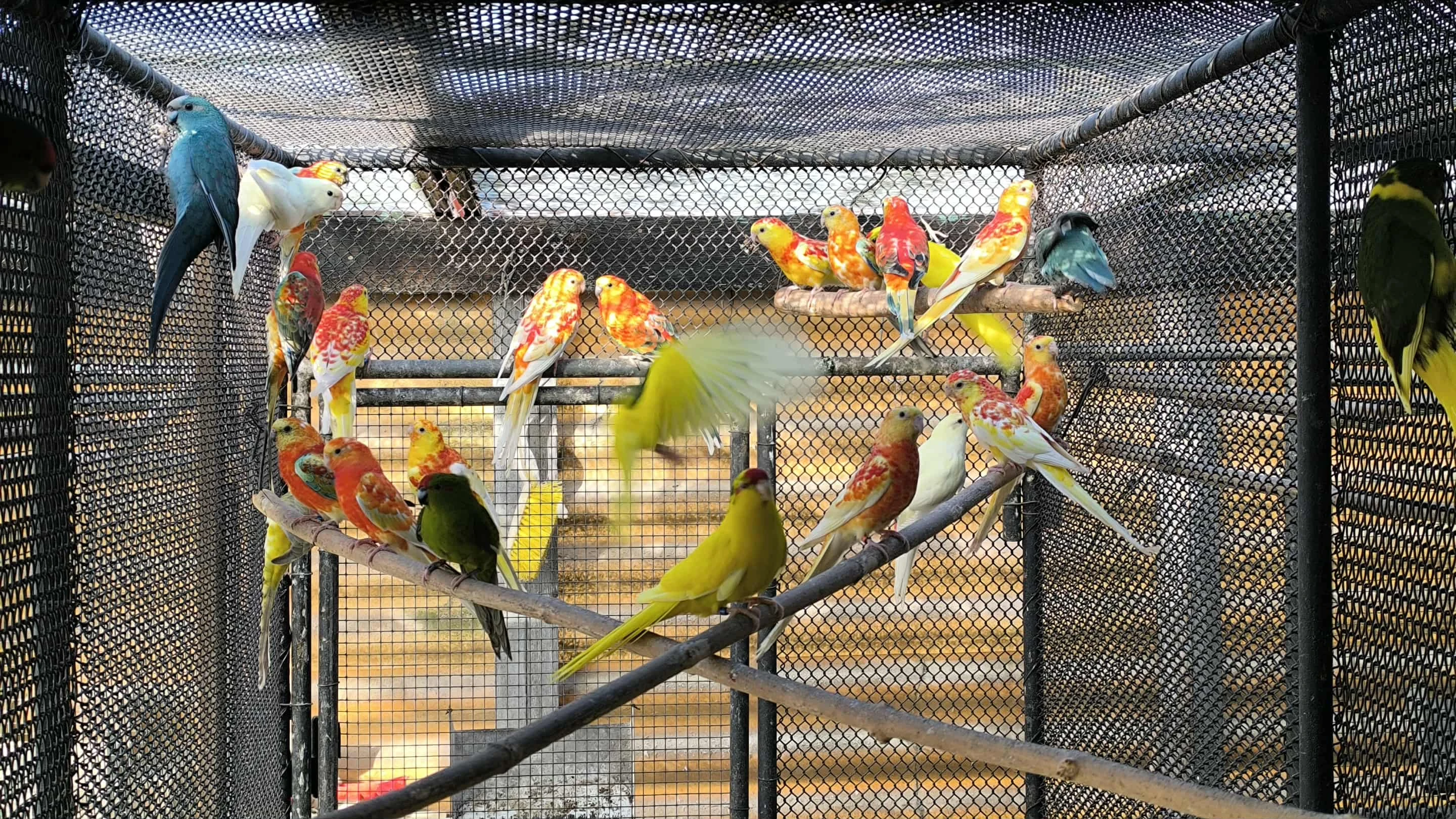 Prodám papoušky zpěvavé, kakariki čč