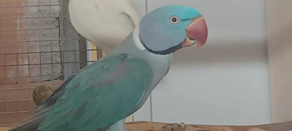 Alexandr velký - mutace