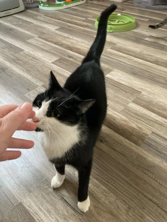 Šarlotka čeká v útulku na laskavou náruč