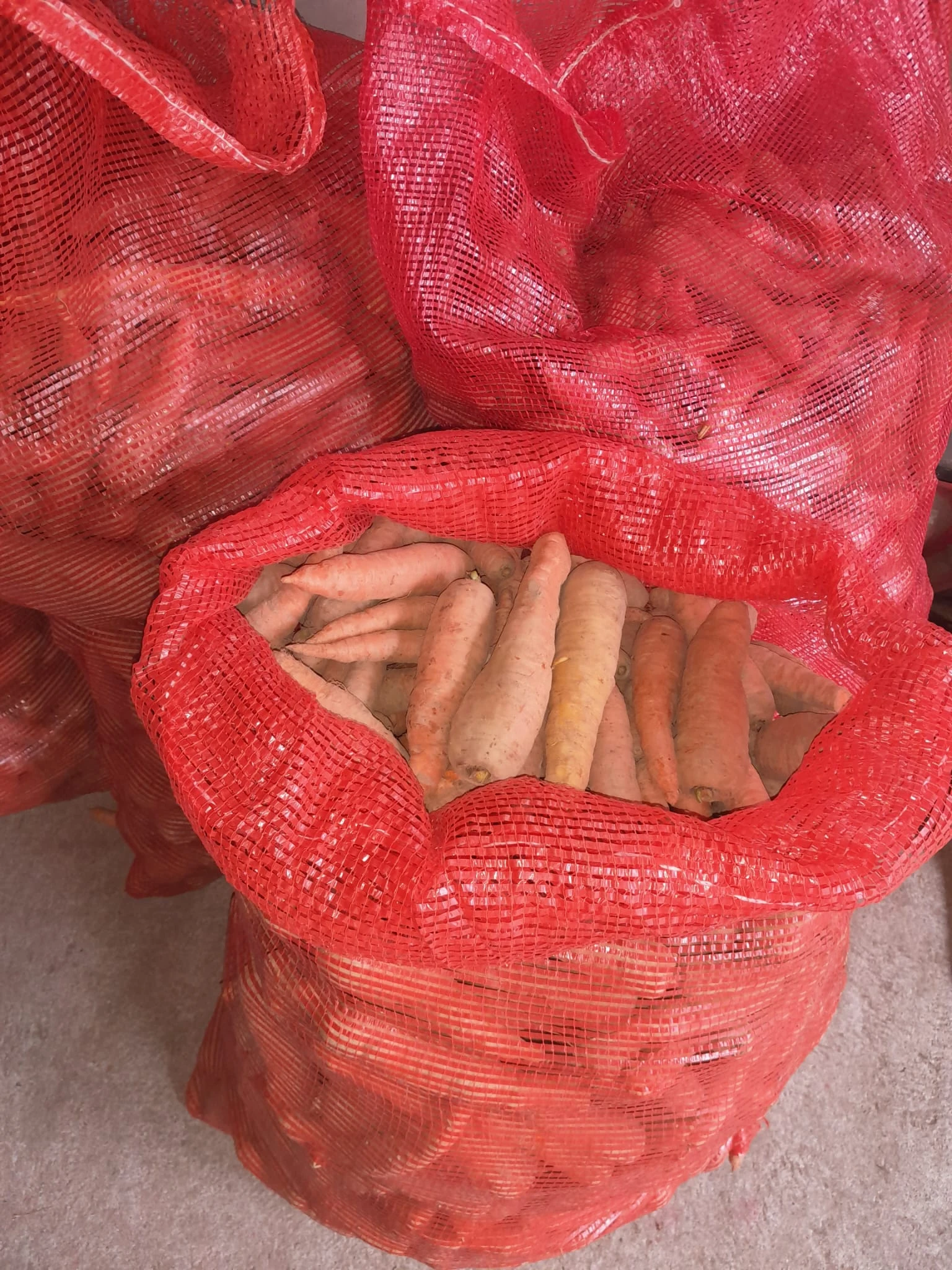 Krmná řepa a mrkev na krmení