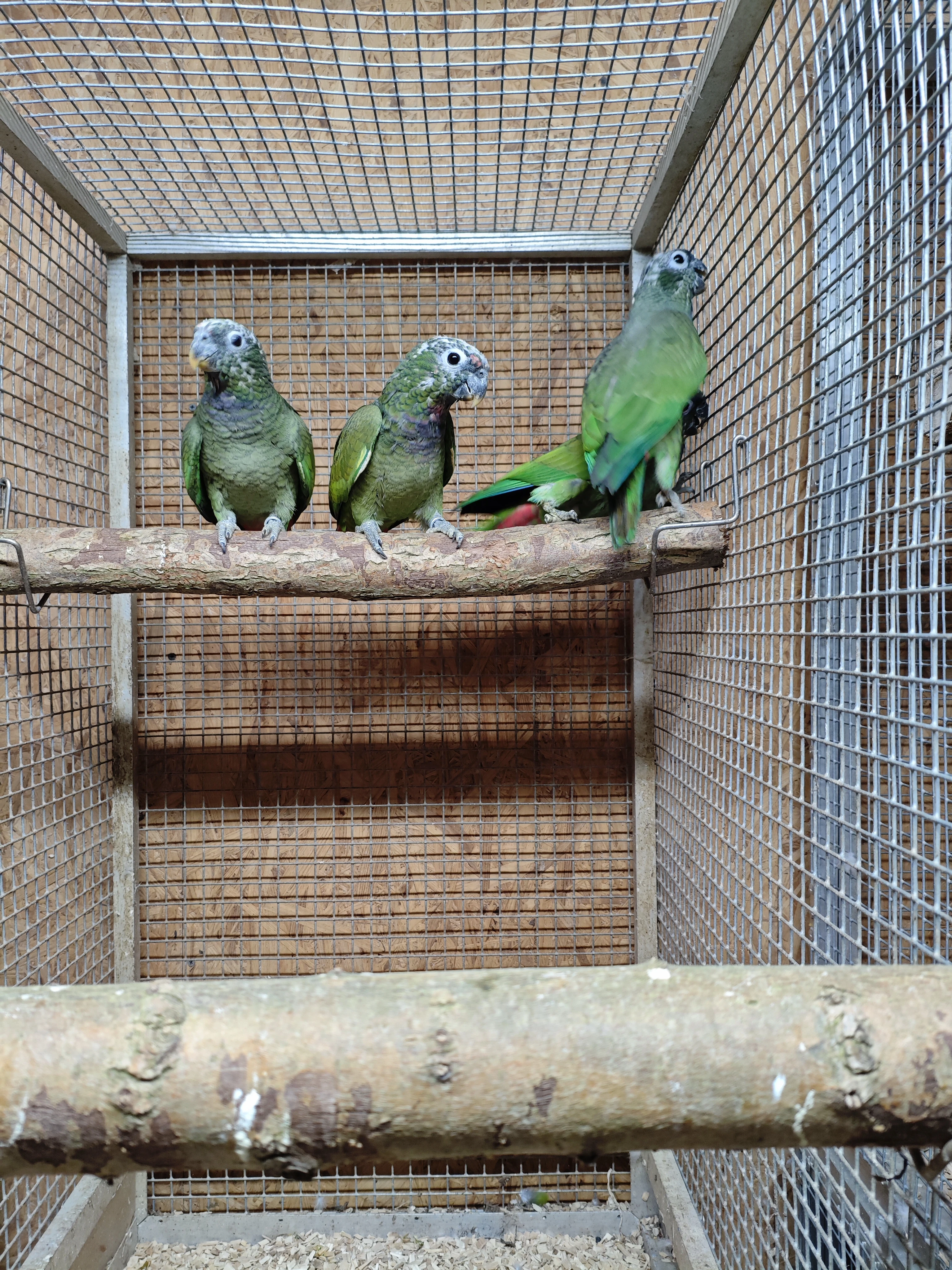 Amazonek šupinkový