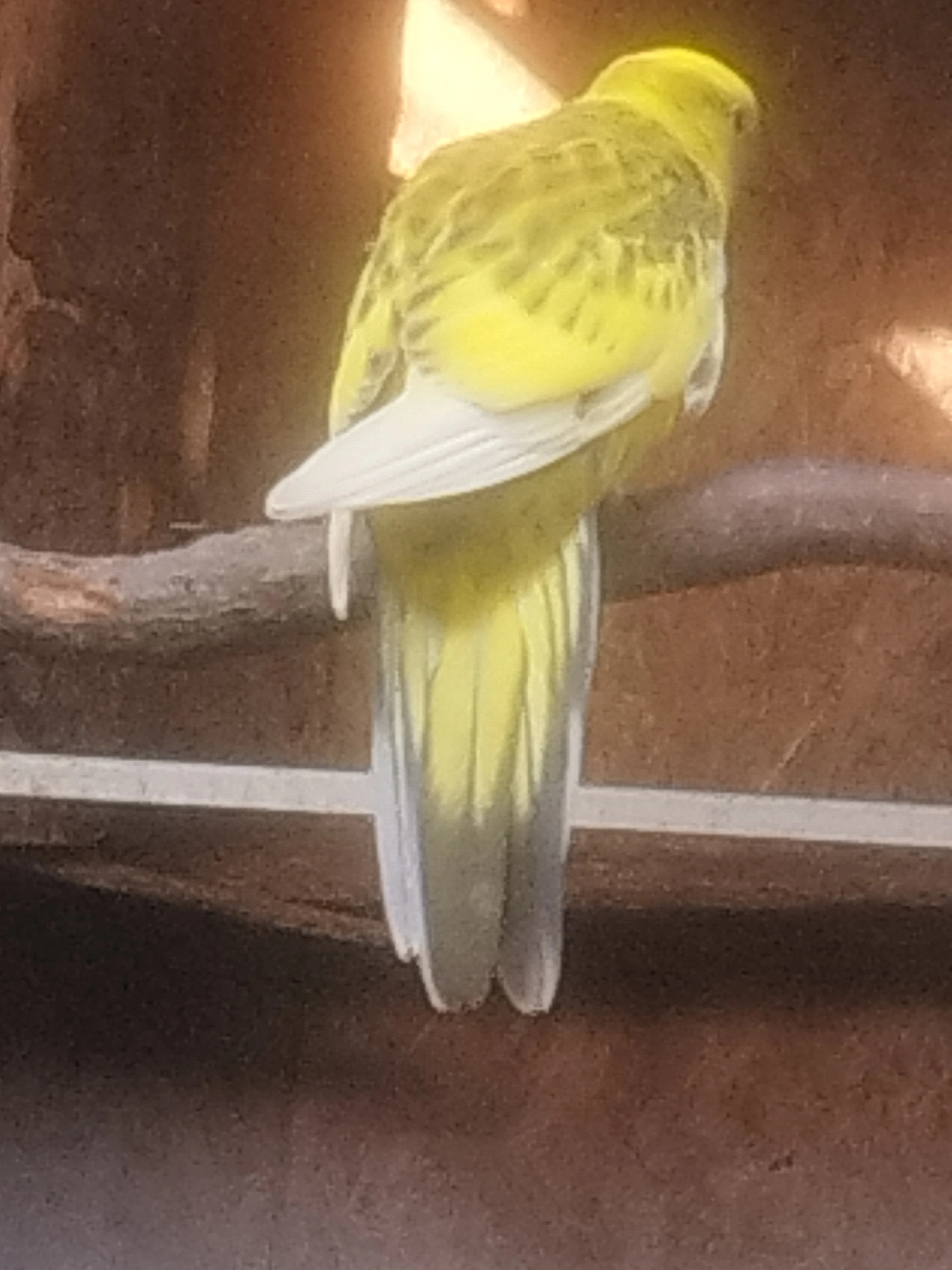 Prodám rosela žlutobřichá straka