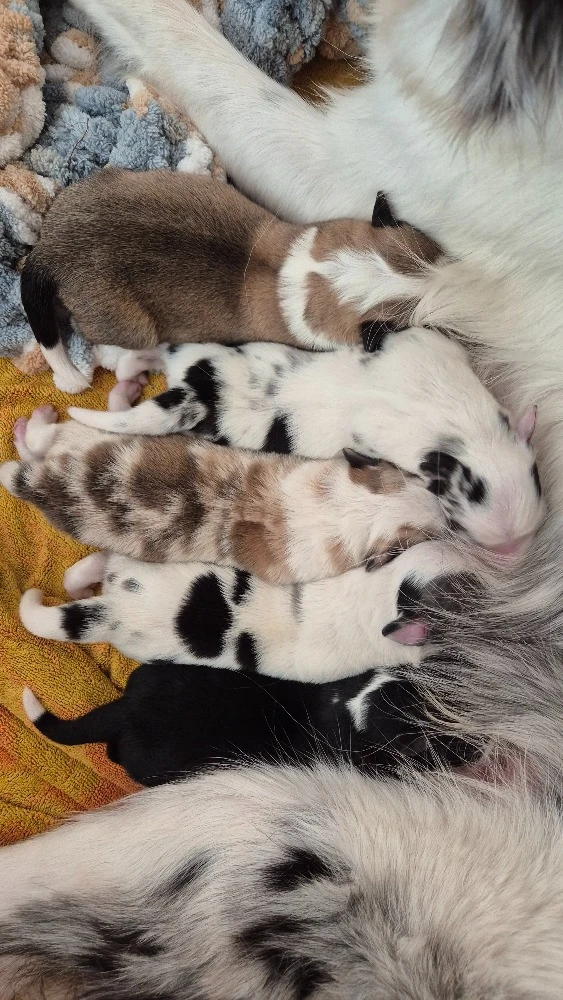 Štěňata Border kolie bez PP