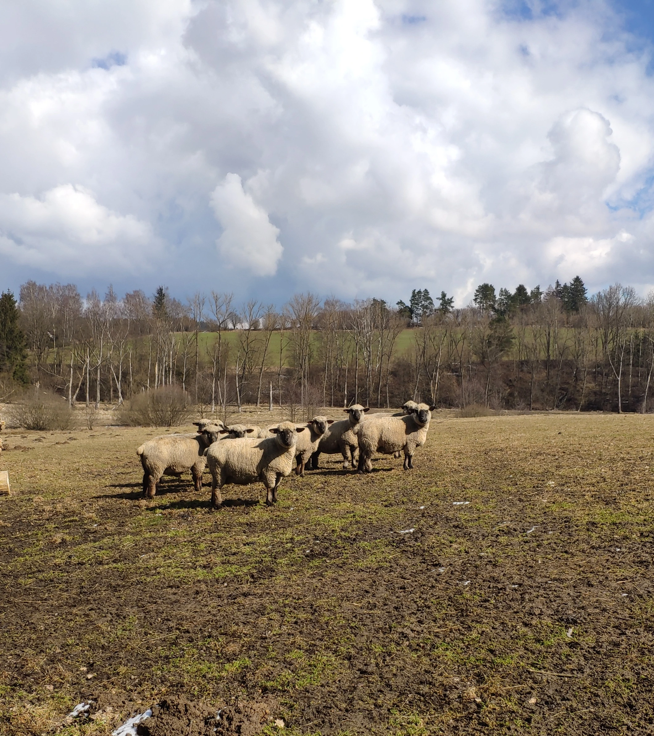 Masne plemeno hampshire  down