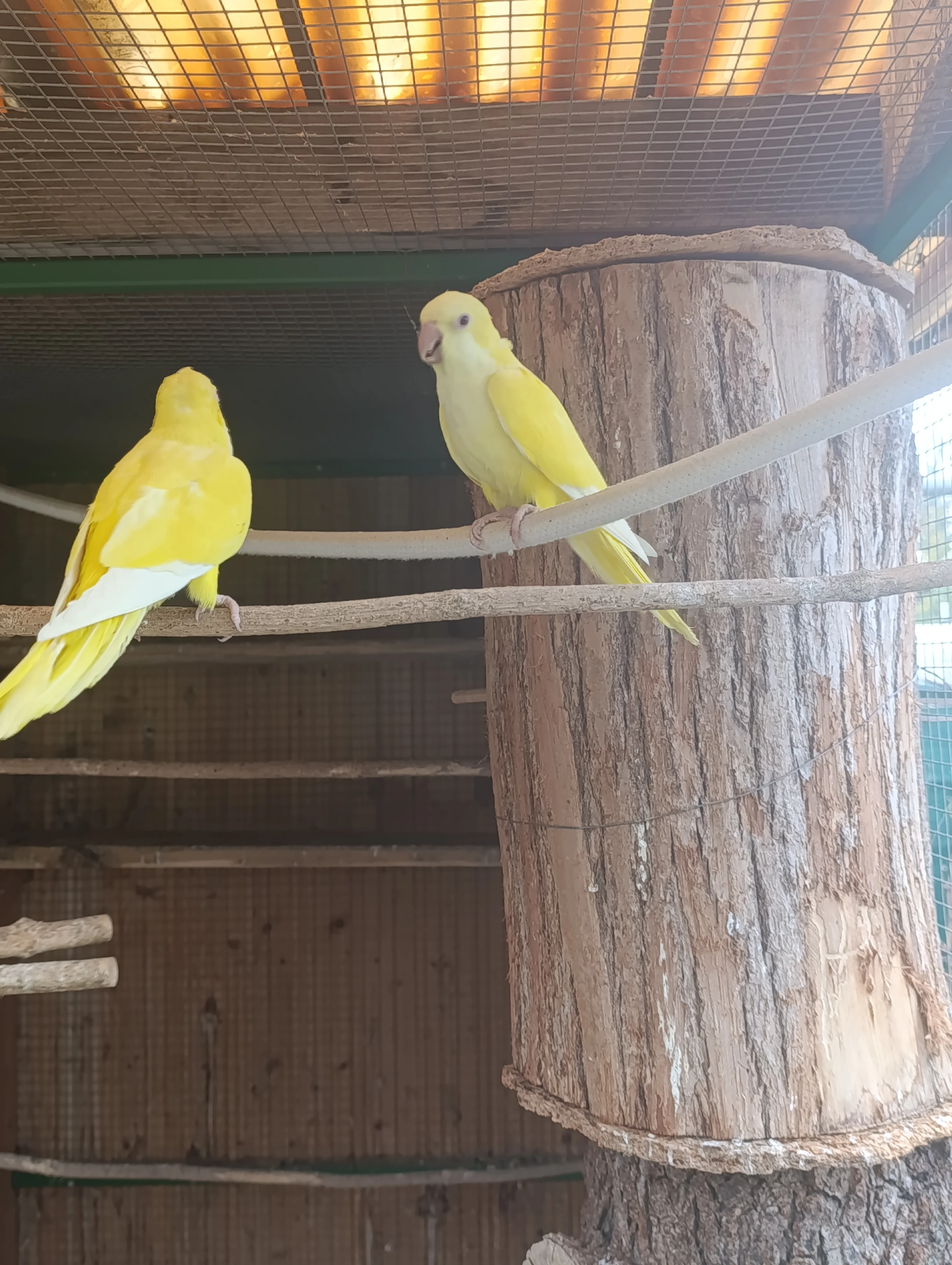 Mníšek šedý lutino