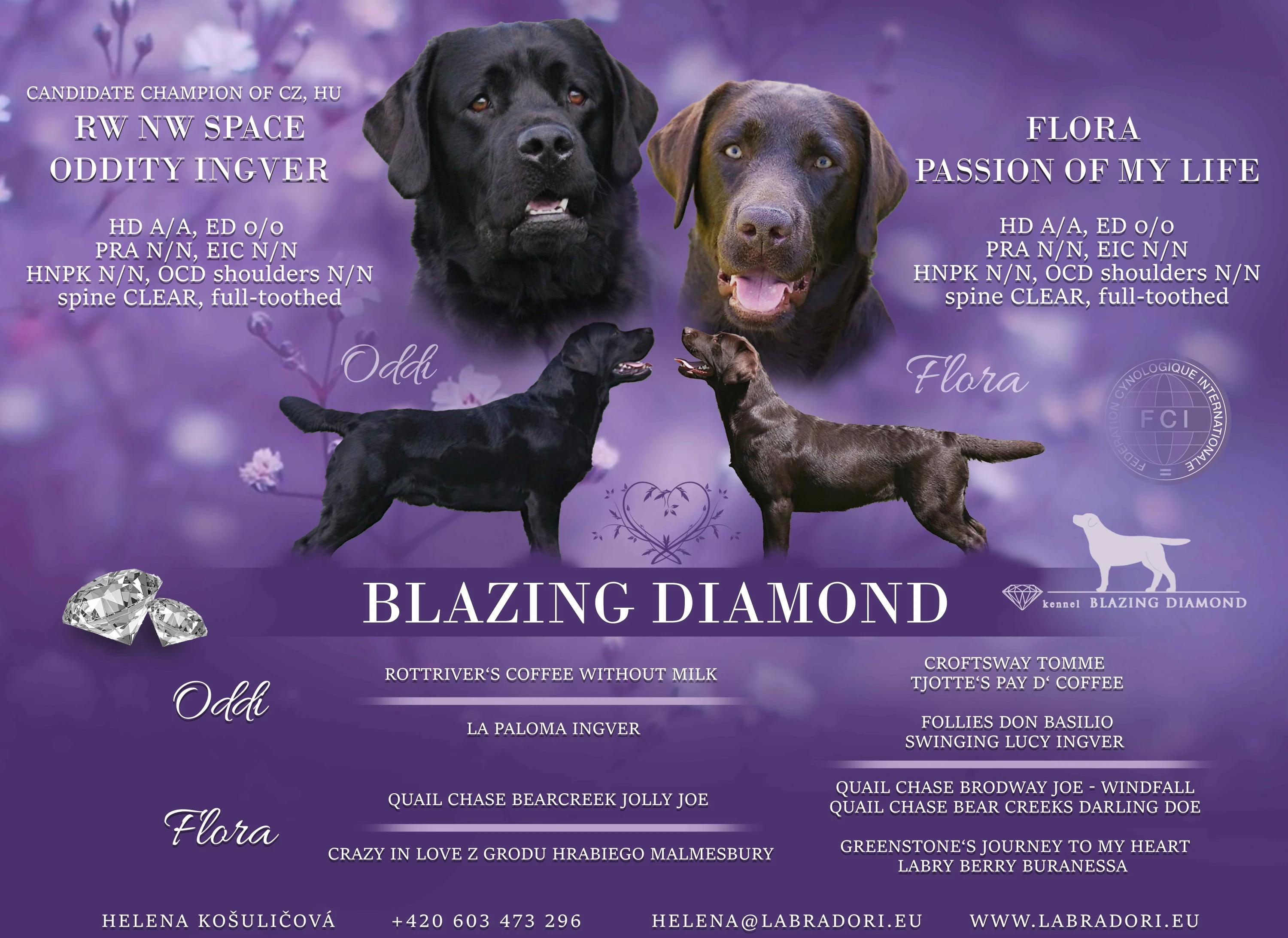 Štěňátka Labrador Retriever s PP, černá a čokoládová