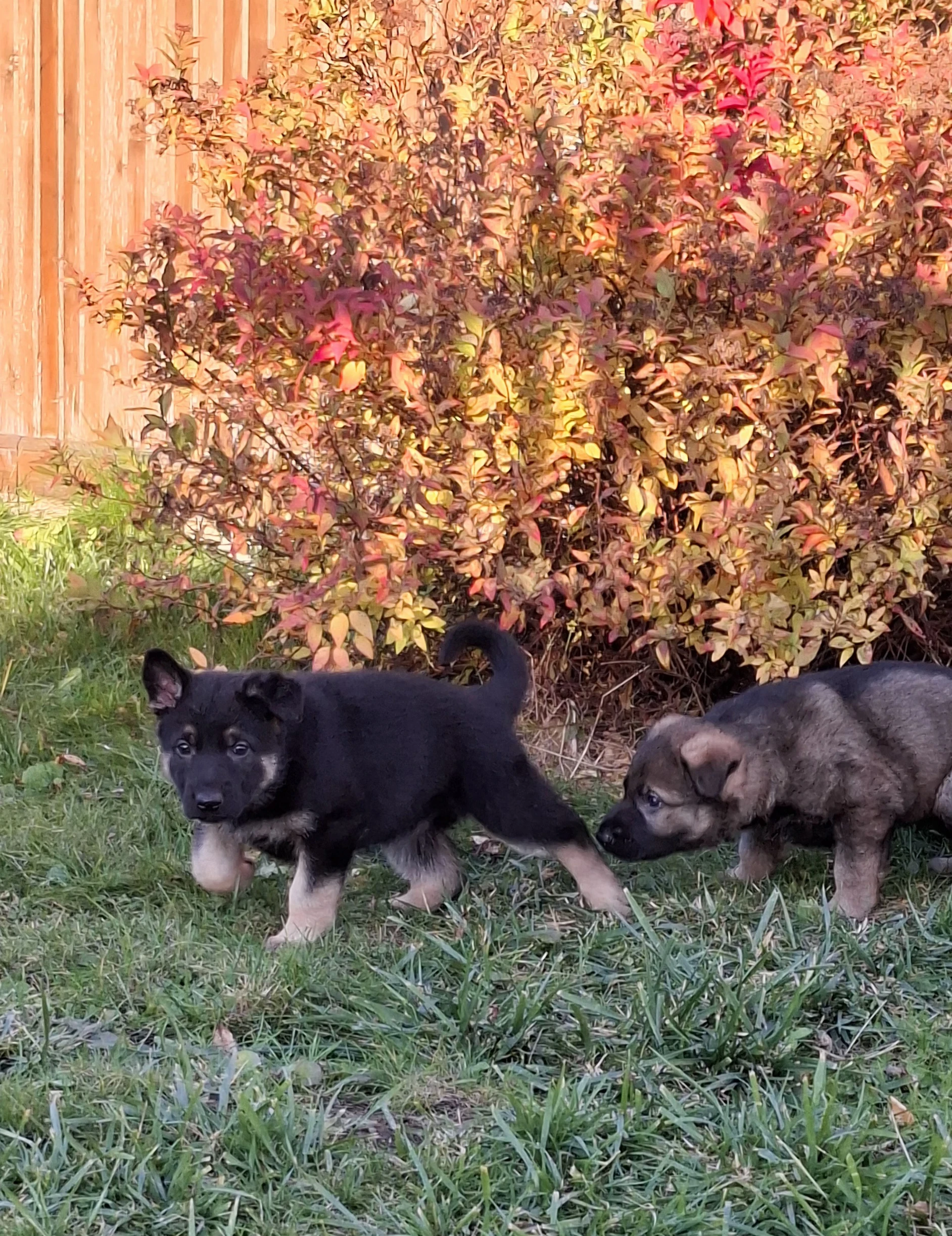 Štěňátka Německý ovčák s PP