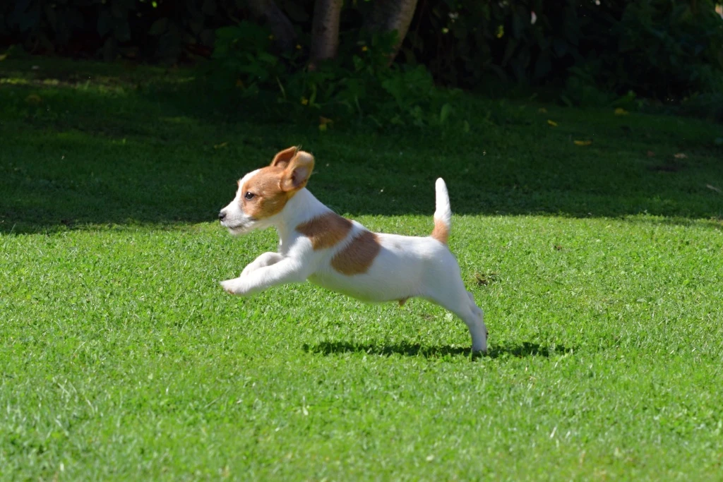 Jack Russel teriér s PP