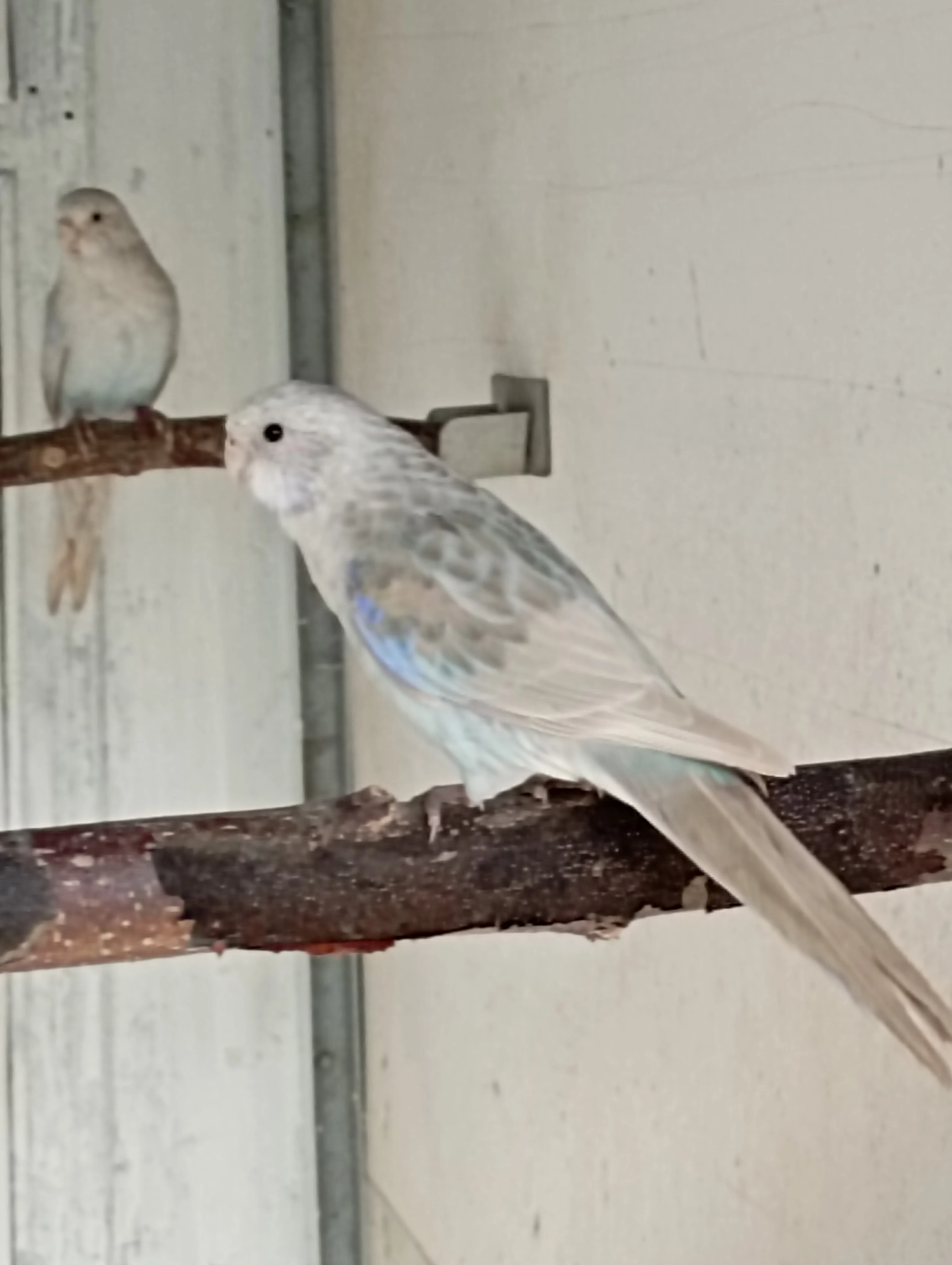 Rosela pestrá modrá straka