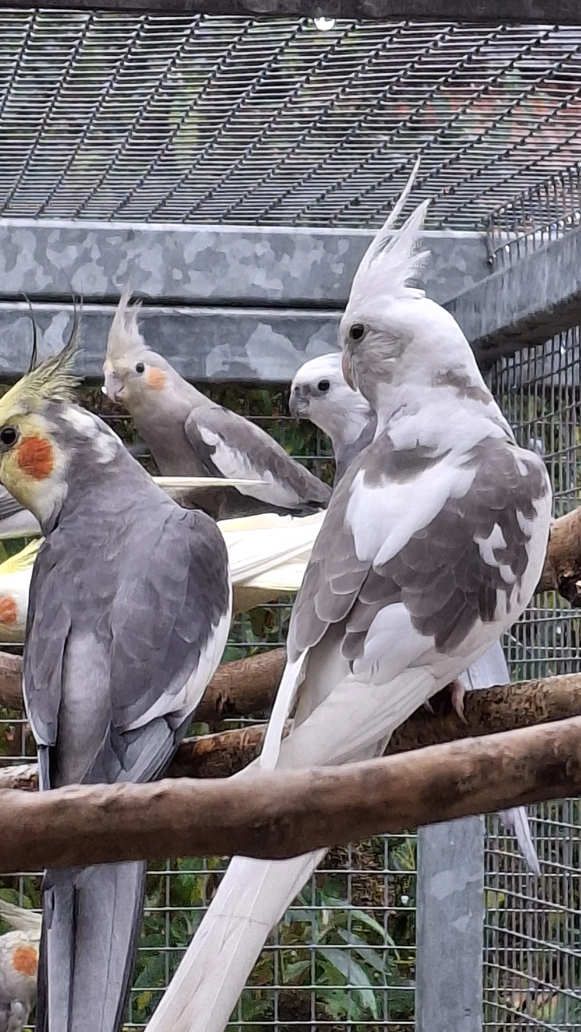 Korela bělohlavá straka samec