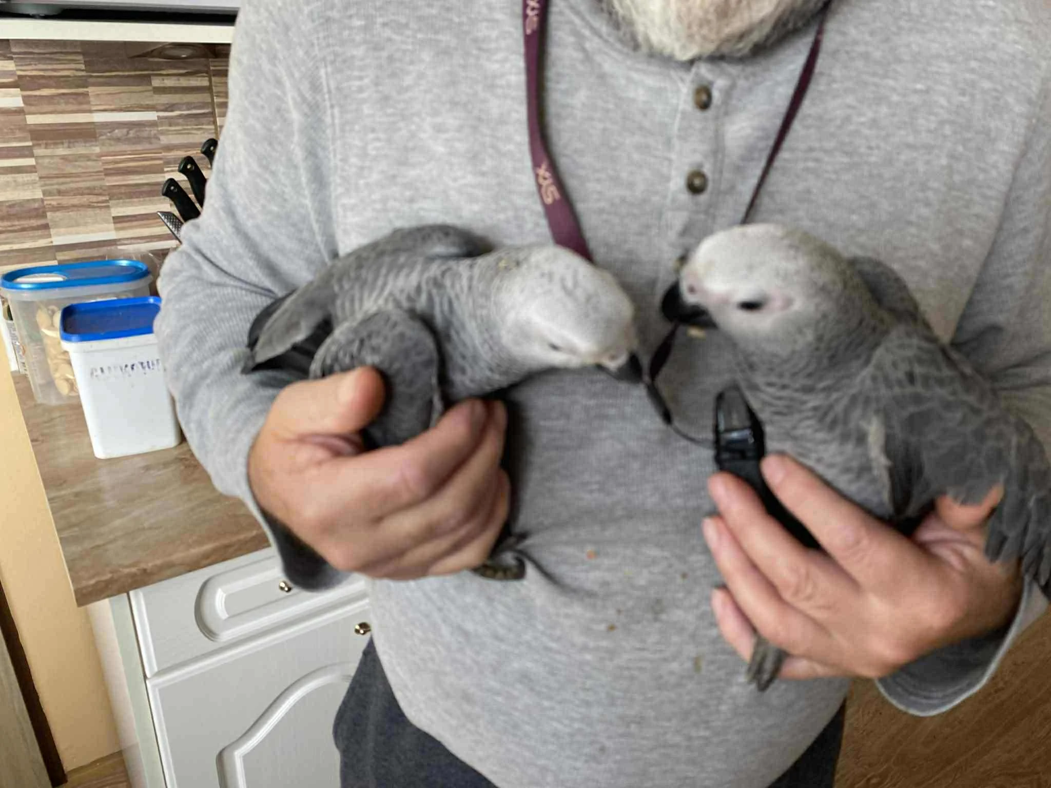 Prodám  Žako kongo