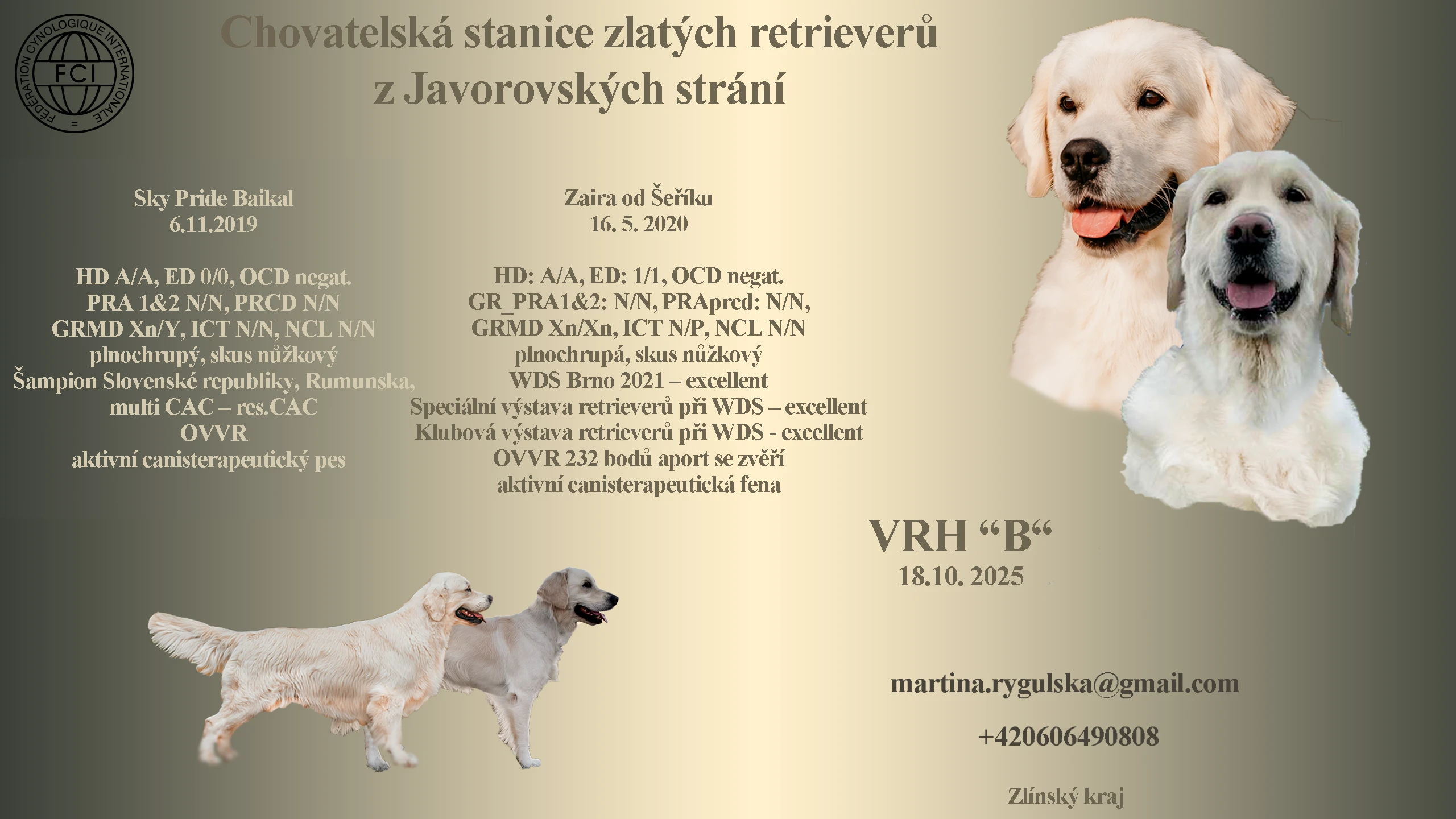 Štěňata Golden retriever - zlatý retrívr - fenka s průkazem původu