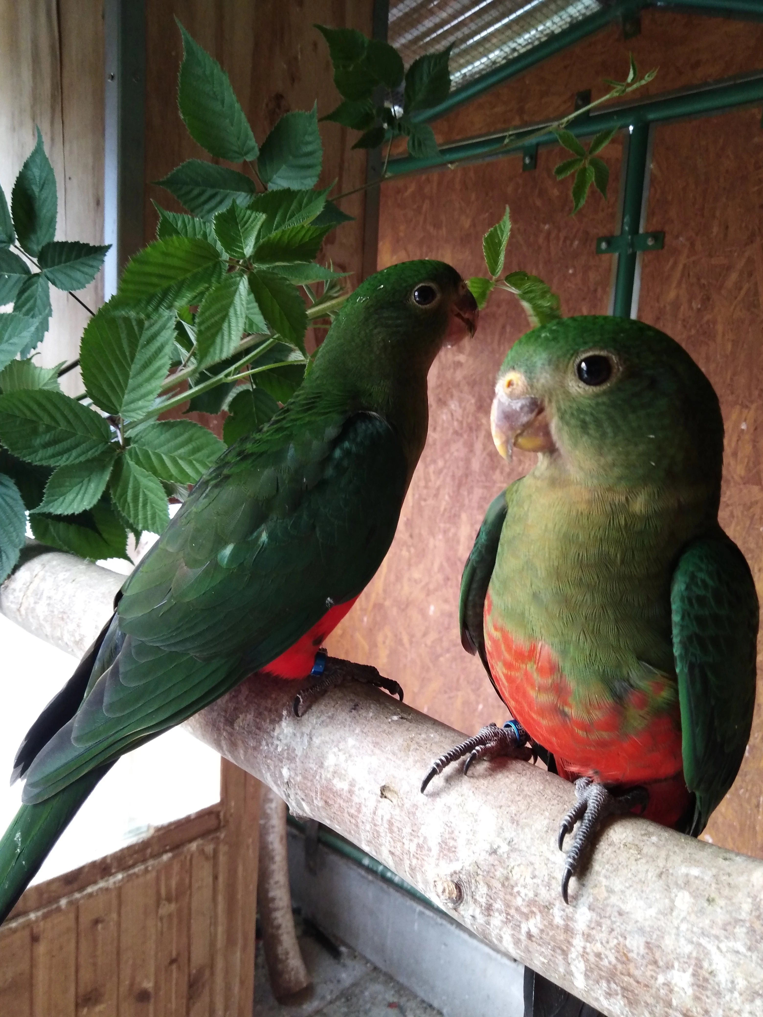 Papoušek královský