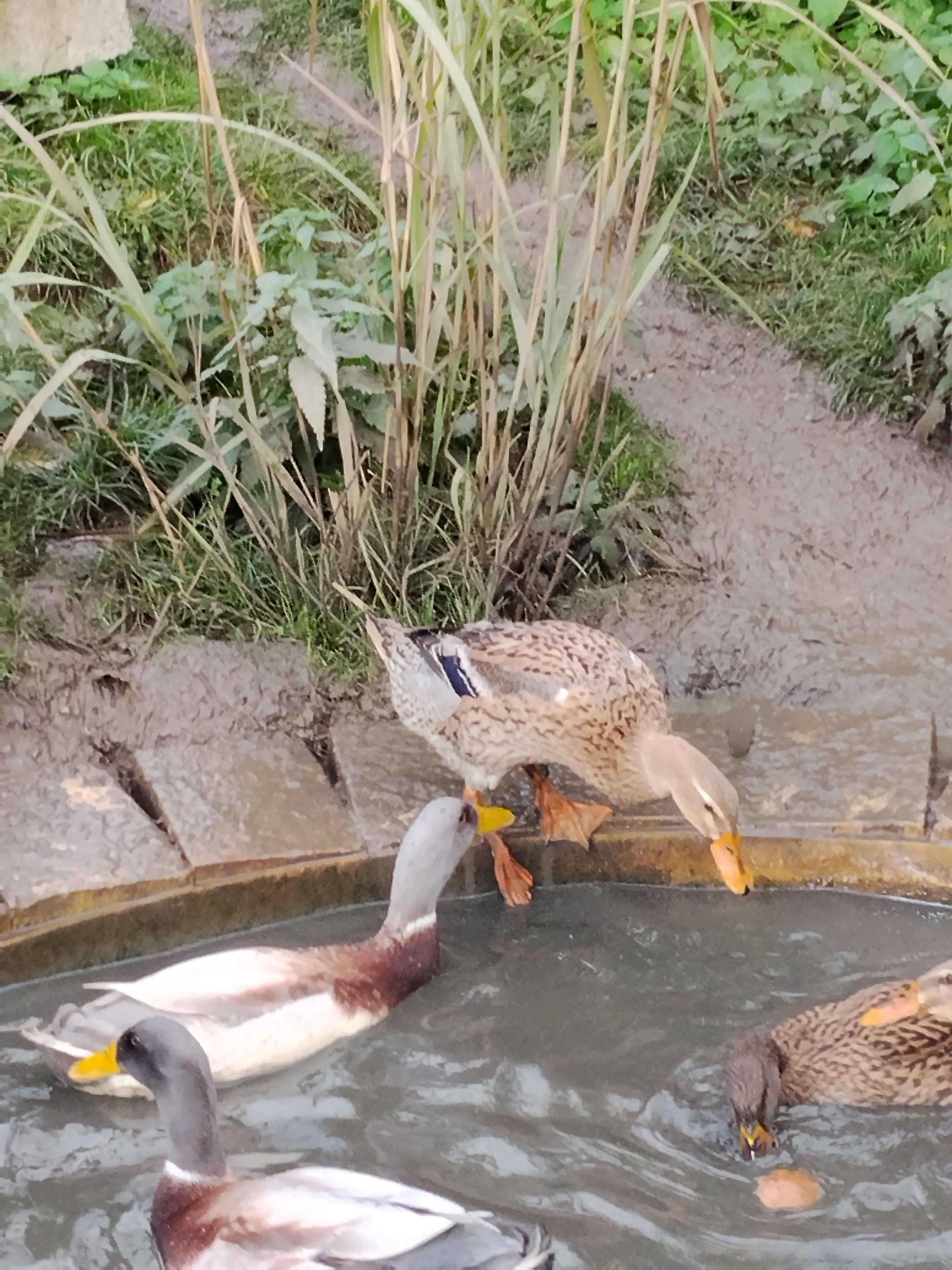 Prodám pár indických běžců