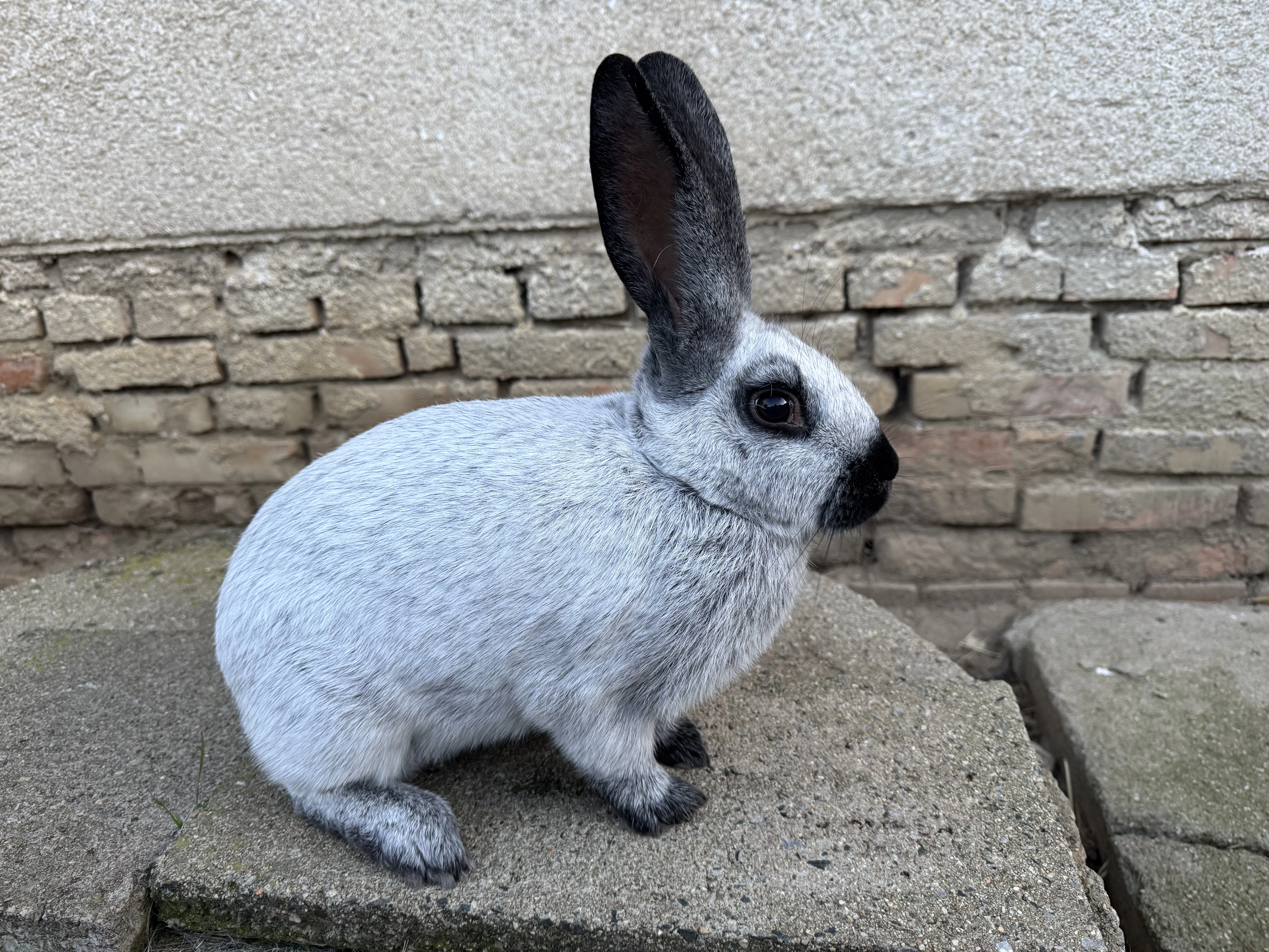 Samice Francouzský střibřitý