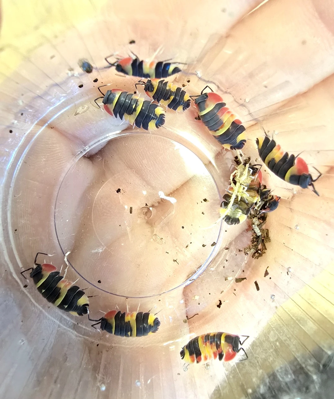 Ardentiella sp tricolor