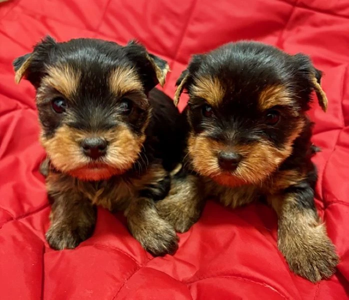 Jorkšír výběru a rezervaci fenky s PP FCI