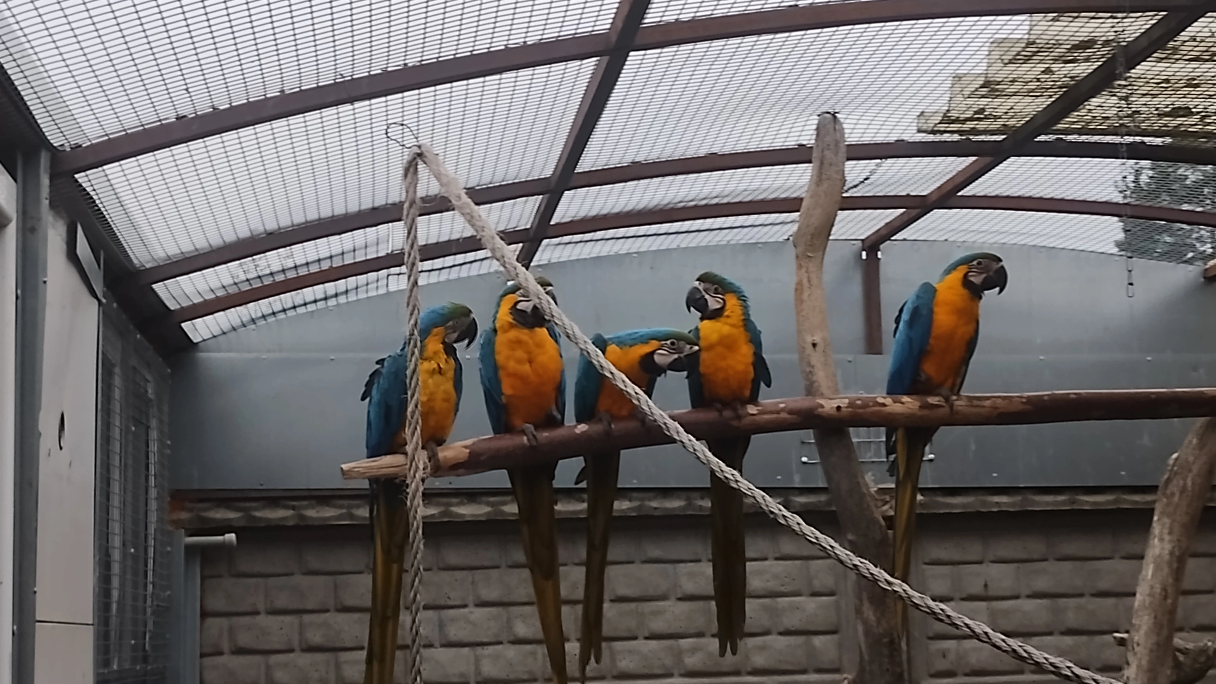 Ara ararauna, letošní mladé.